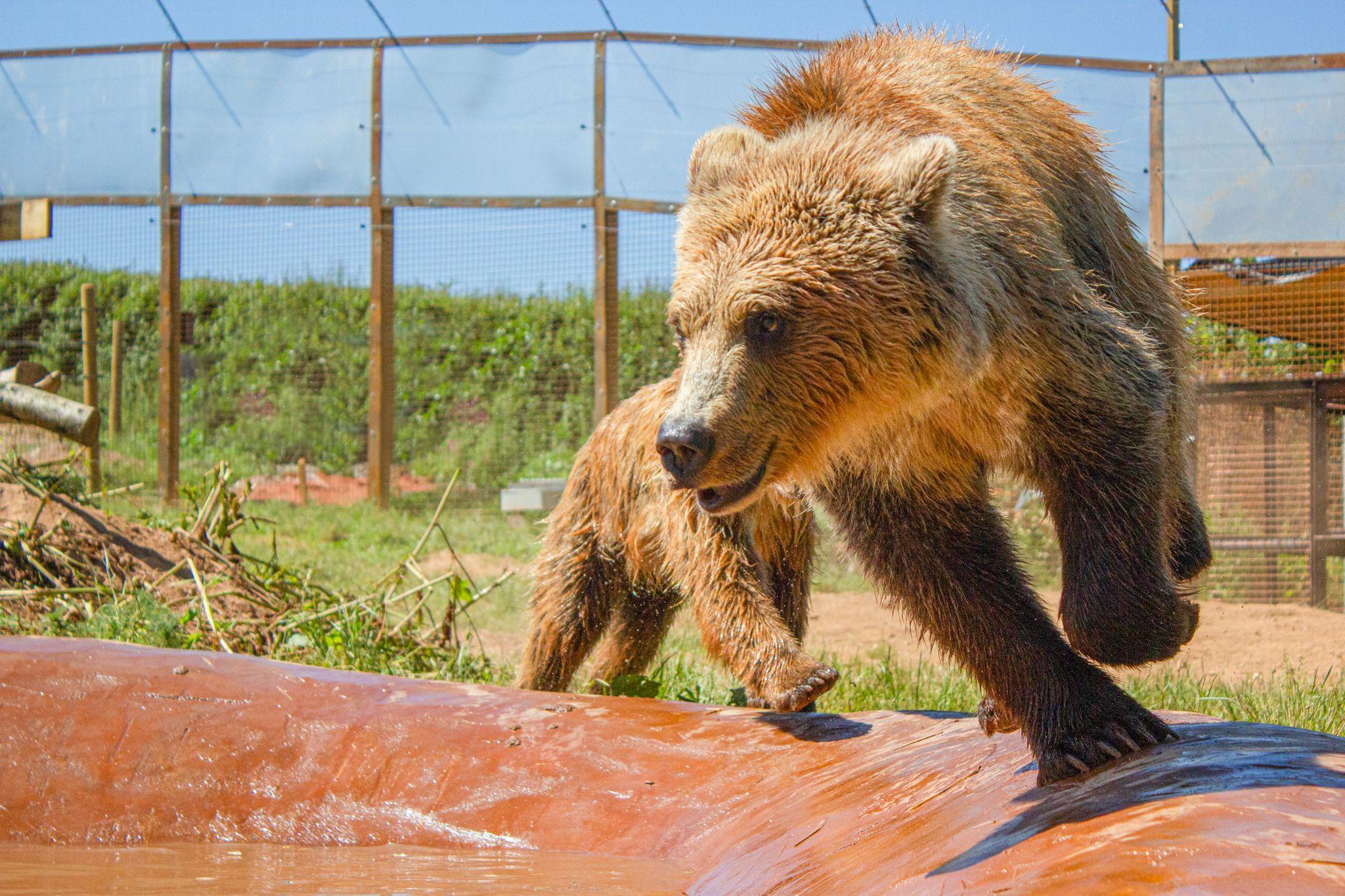Two brown bears running round a concrete pool in a zoo enclosure.