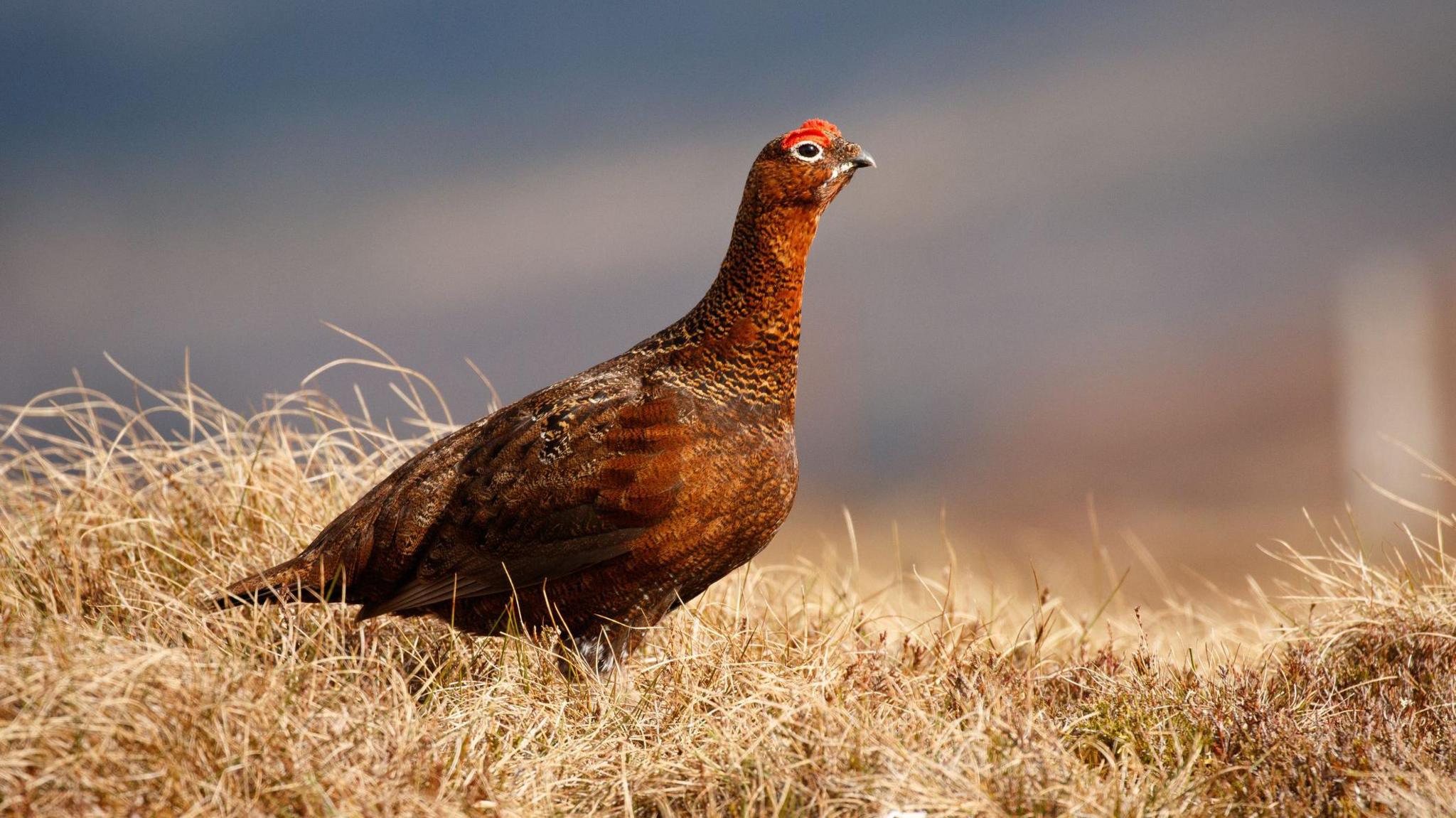 Grouse on brown moorland