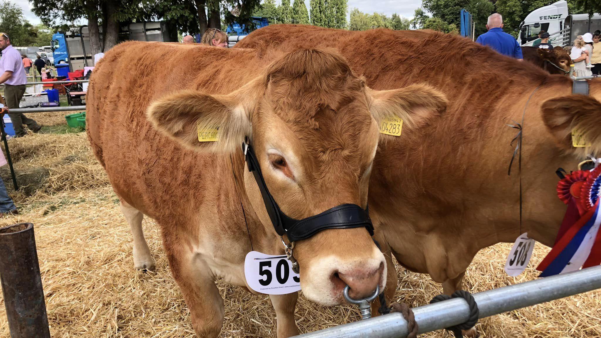 Two cows at the 2022 Oswestry Show. The one in the foreground has a leather harness, two yellow ear tages and a show number. The second animal has two rosettes pinned to its harness.