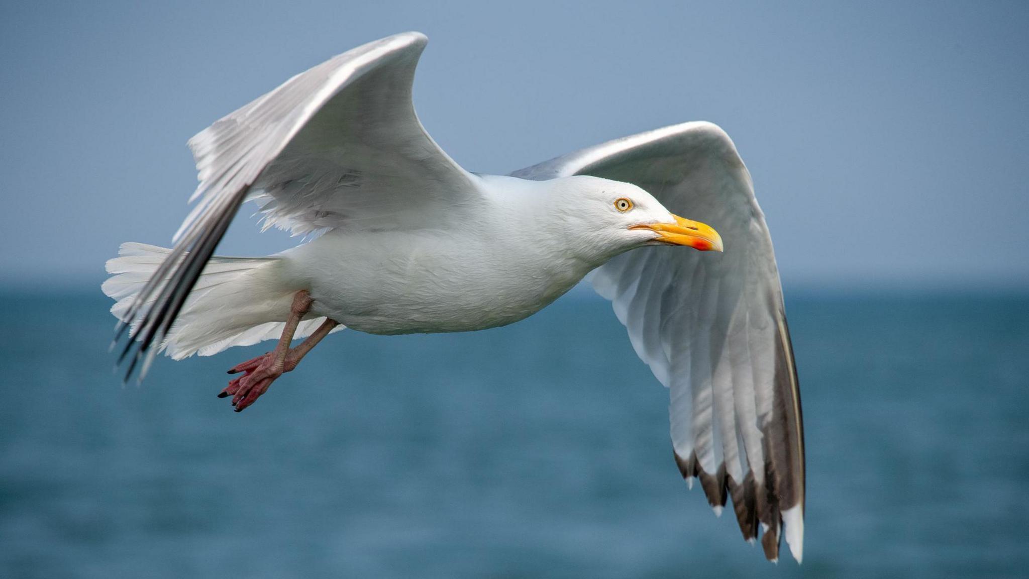 A large gull in flight with the sea in the background. The bird is greyish whit in colour with dark grey tipped wing feathers. It has a bright yellow beak.