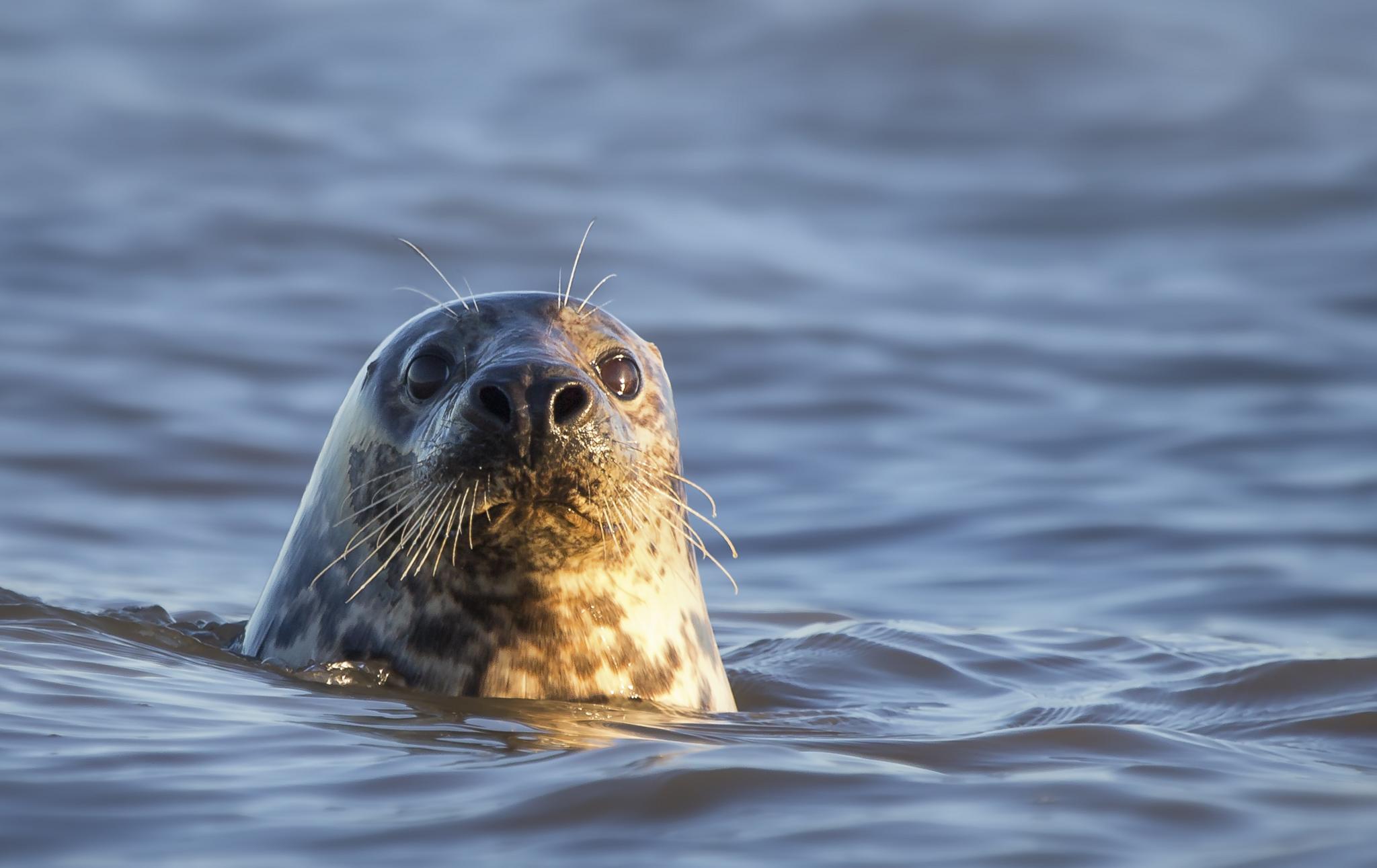 Seal lifting its head above the water