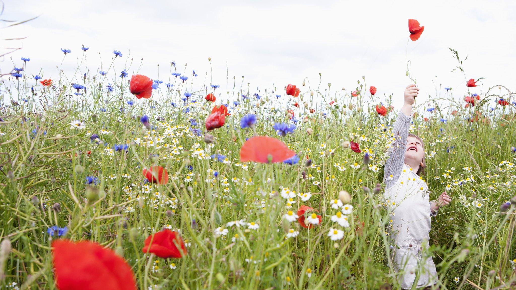 Child in a wildflower meadow