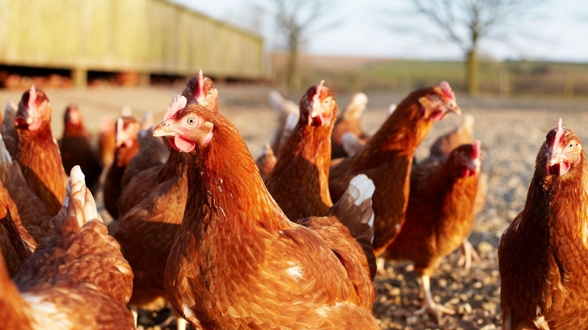 Free-range chickens on a farm in Cornwall, UK.