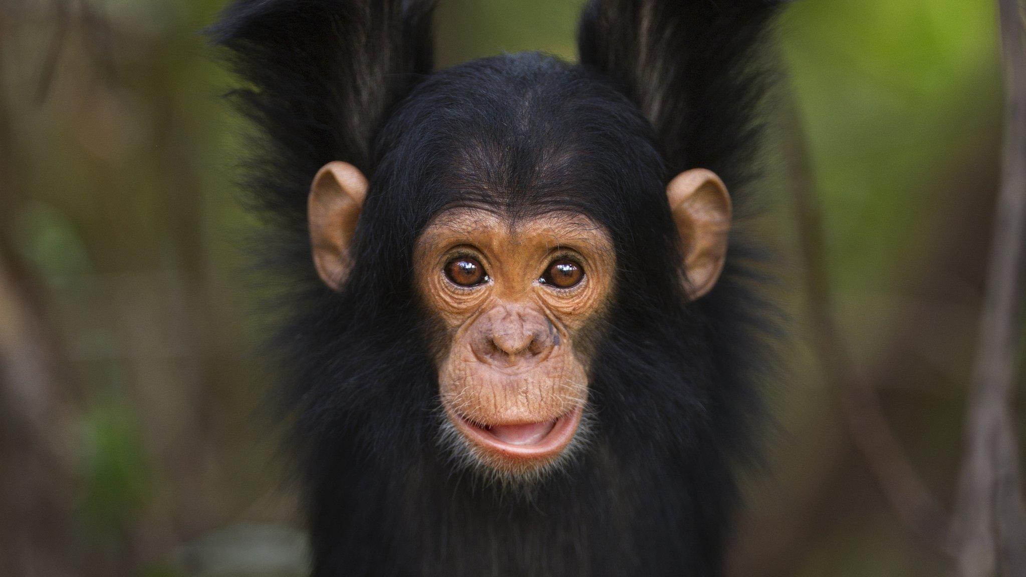 Chimpanzee