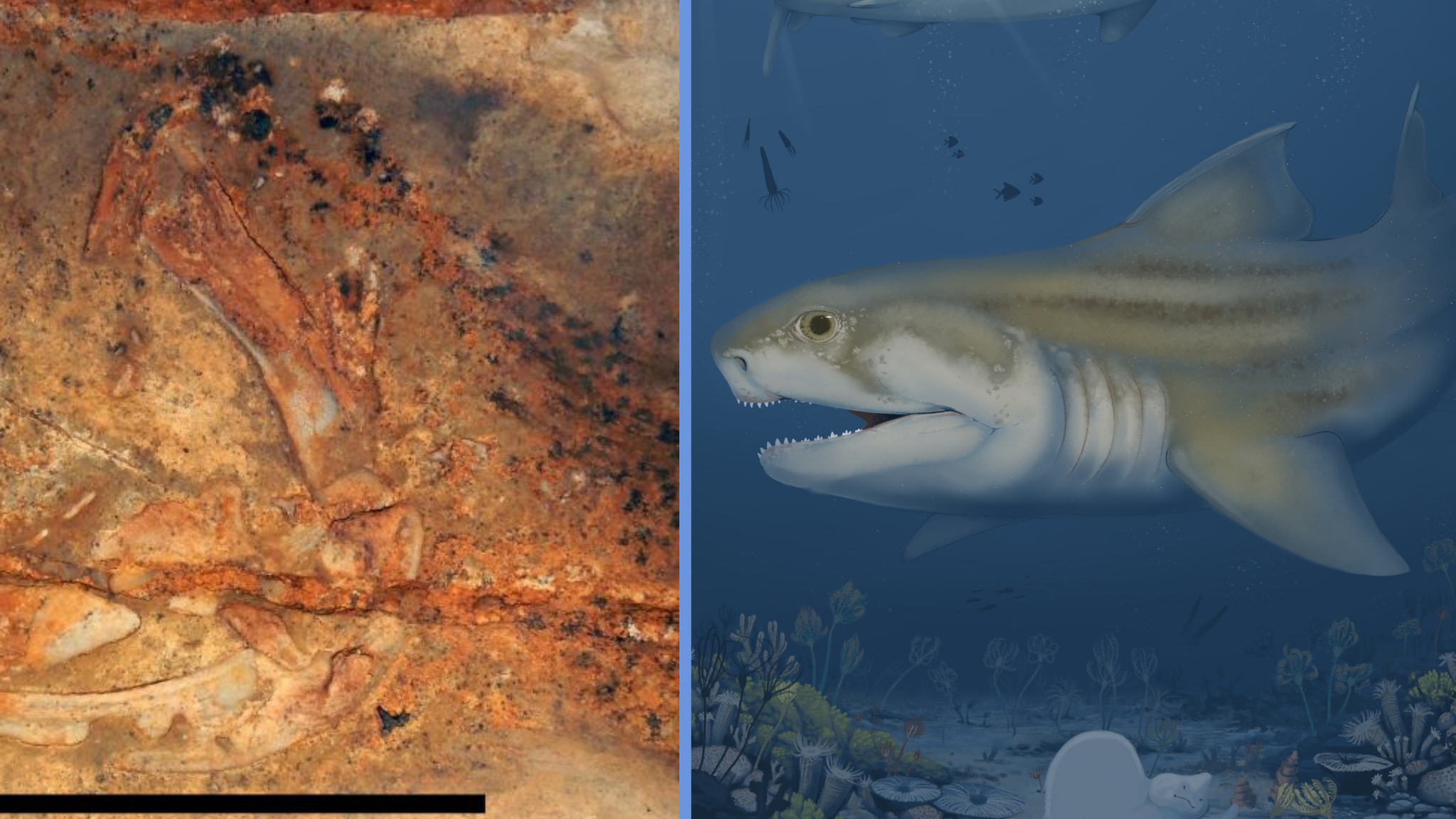 A fossil of a shark and an artists impression of a shark