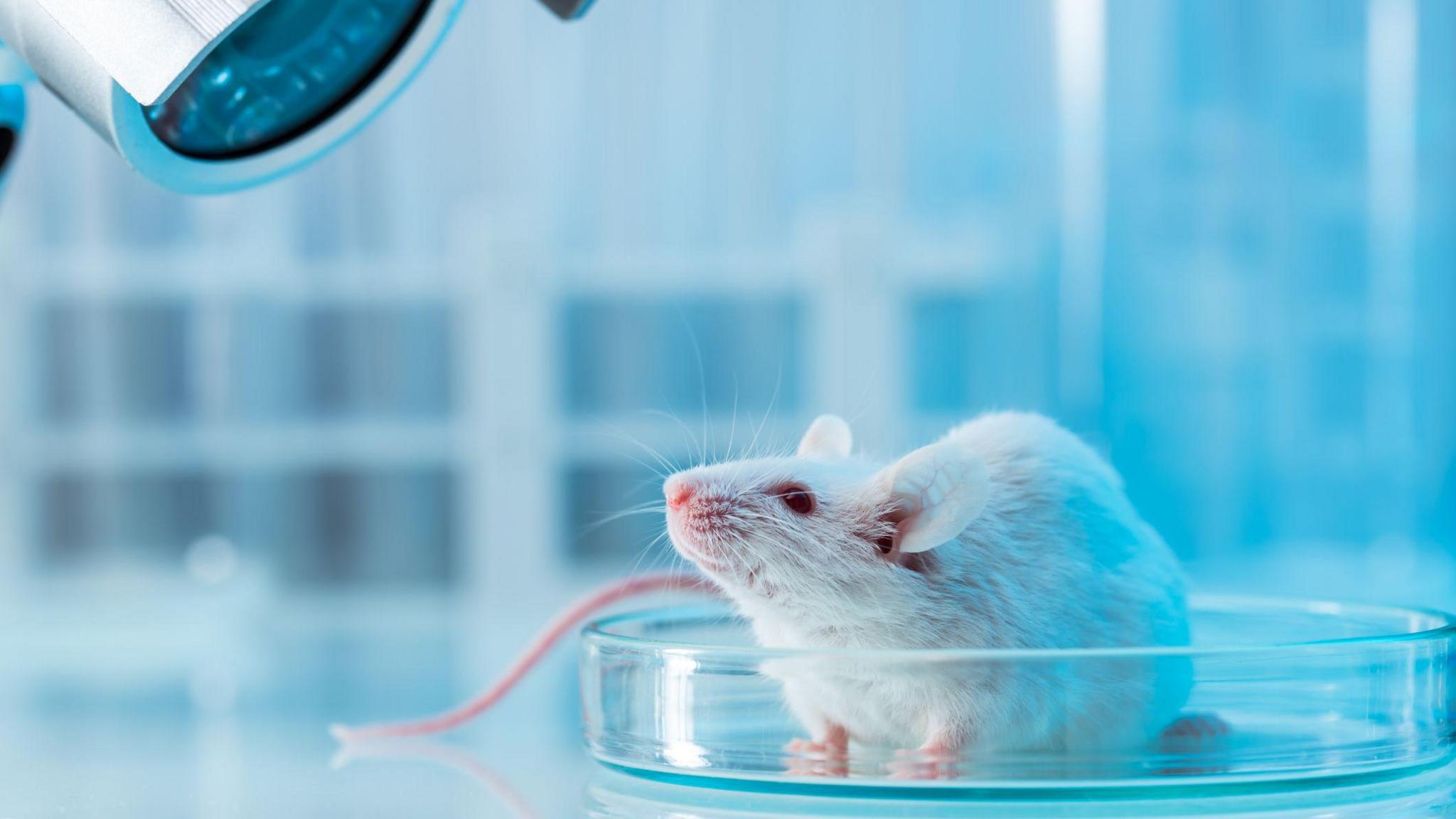 A white mouse with a pink nose sitting in a petri dish, but a while laboratory in soft focus behind it.