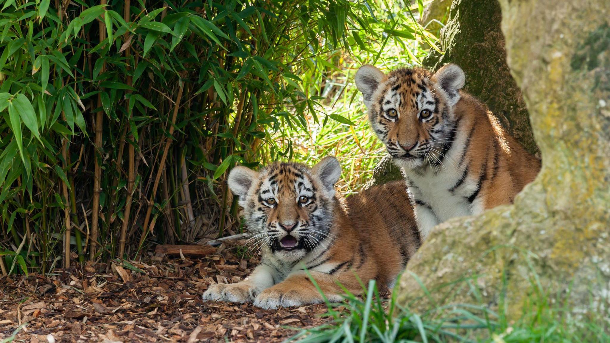 Two Amur tiger cubs.