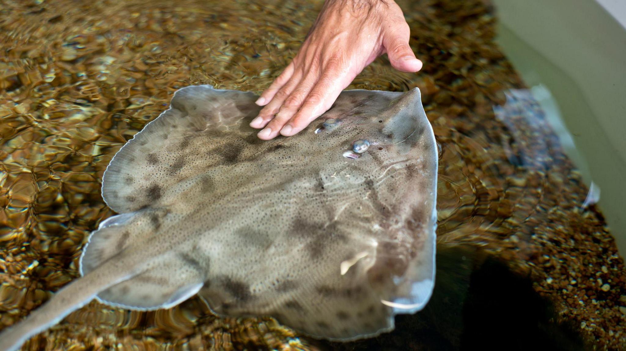 Aquarium touch pool - hand touching ray