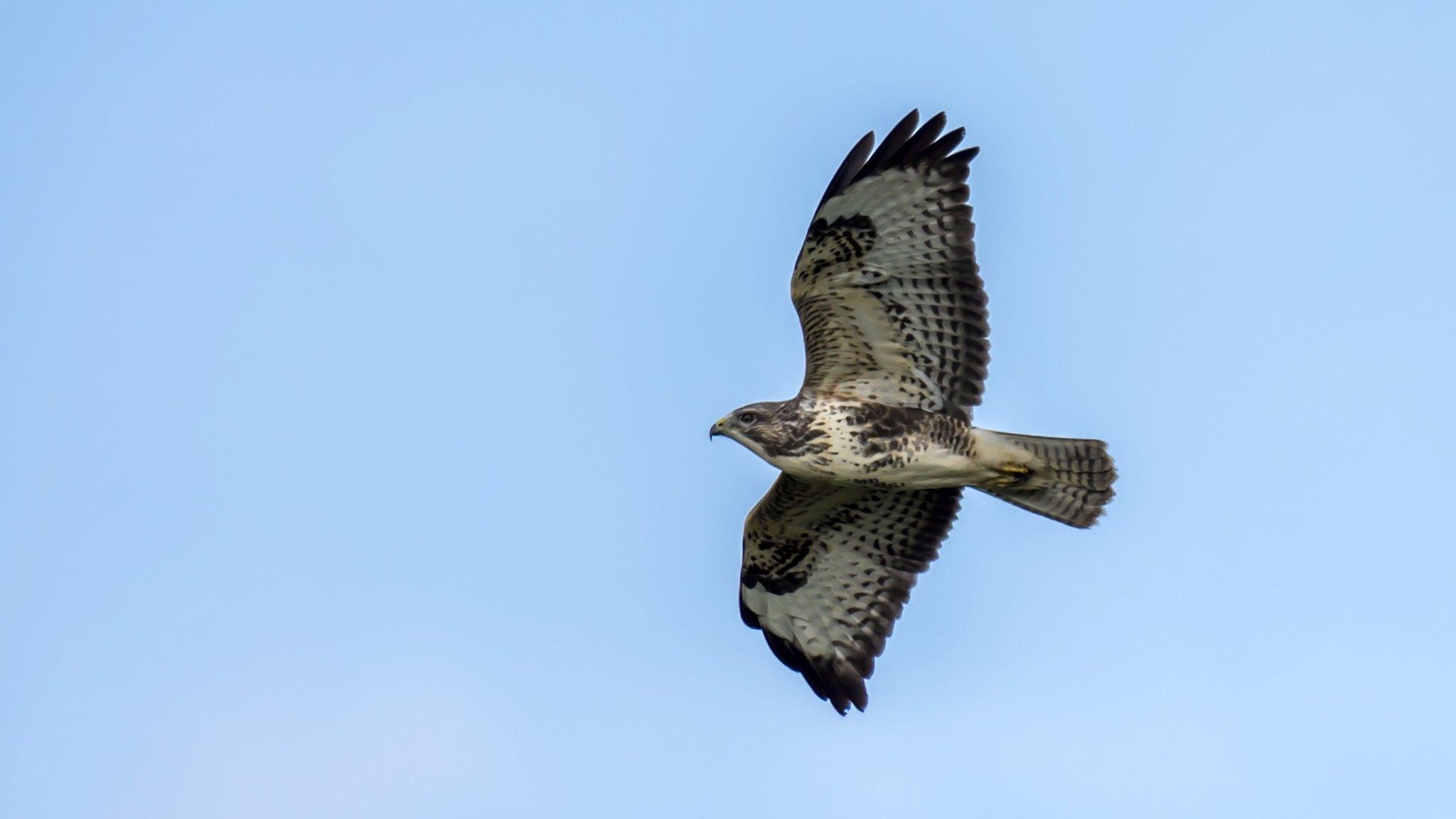 Hen harrier