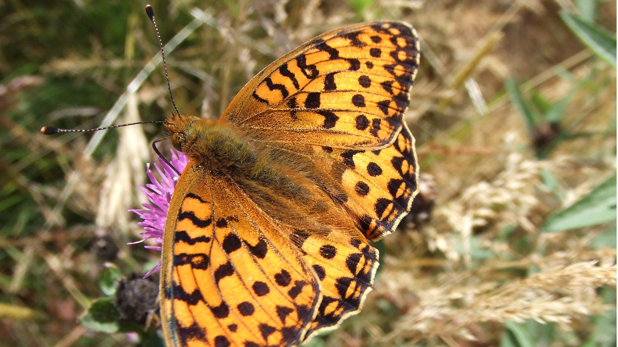 Dark green fritillary butterfly