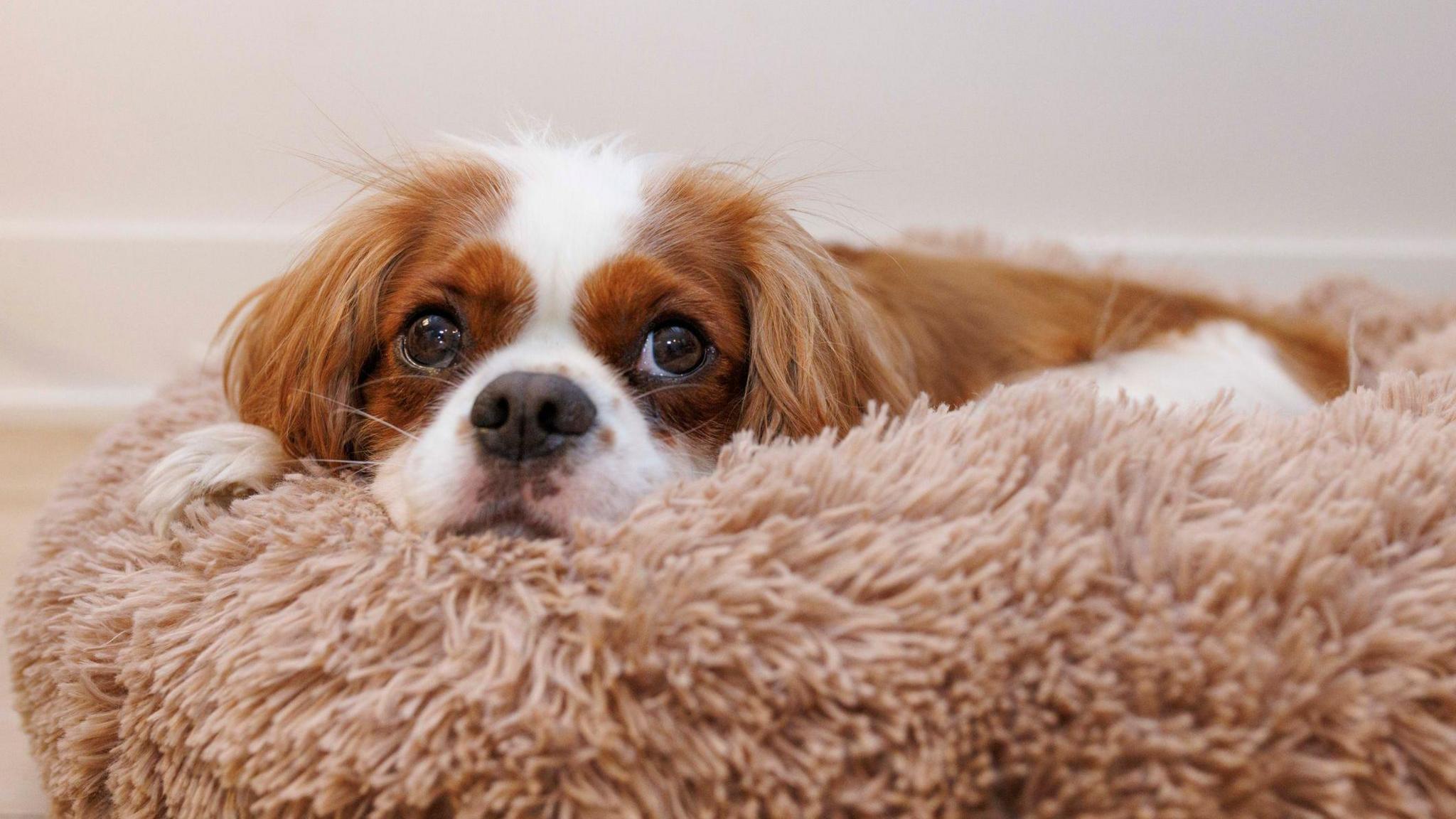 Cavalier King Charles Spaniel naps on a dog bed