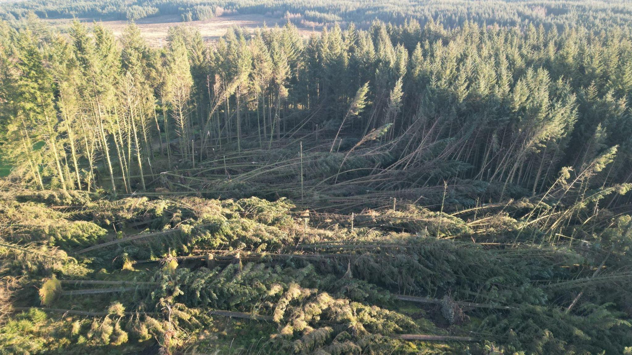 A large patch of trees lying flat in South Barrule Plantation, with other upright trees surrounding them.