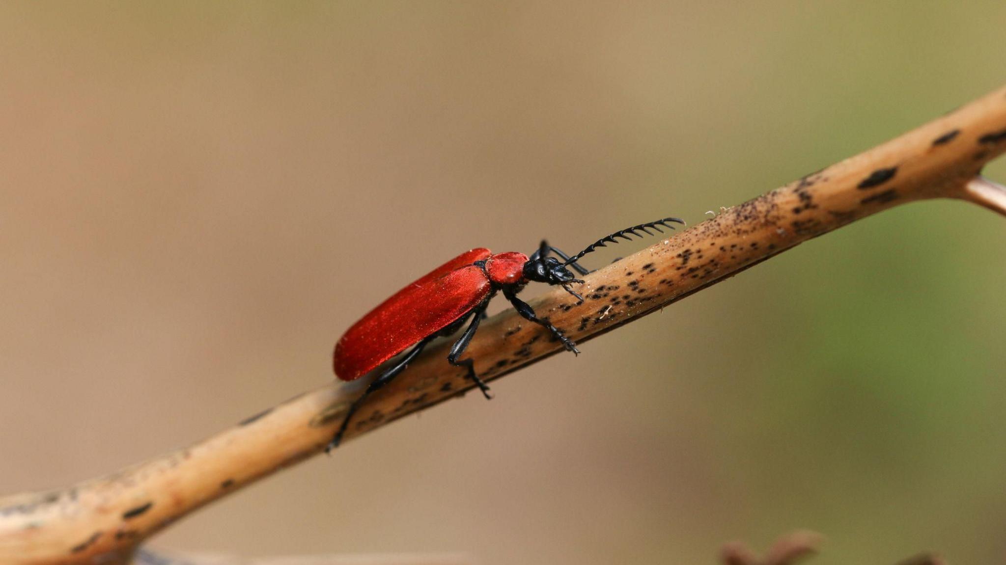 A Black-headed Cardinal Beetle, Pyrochroa coccinea, on a bracken stem in a forest.