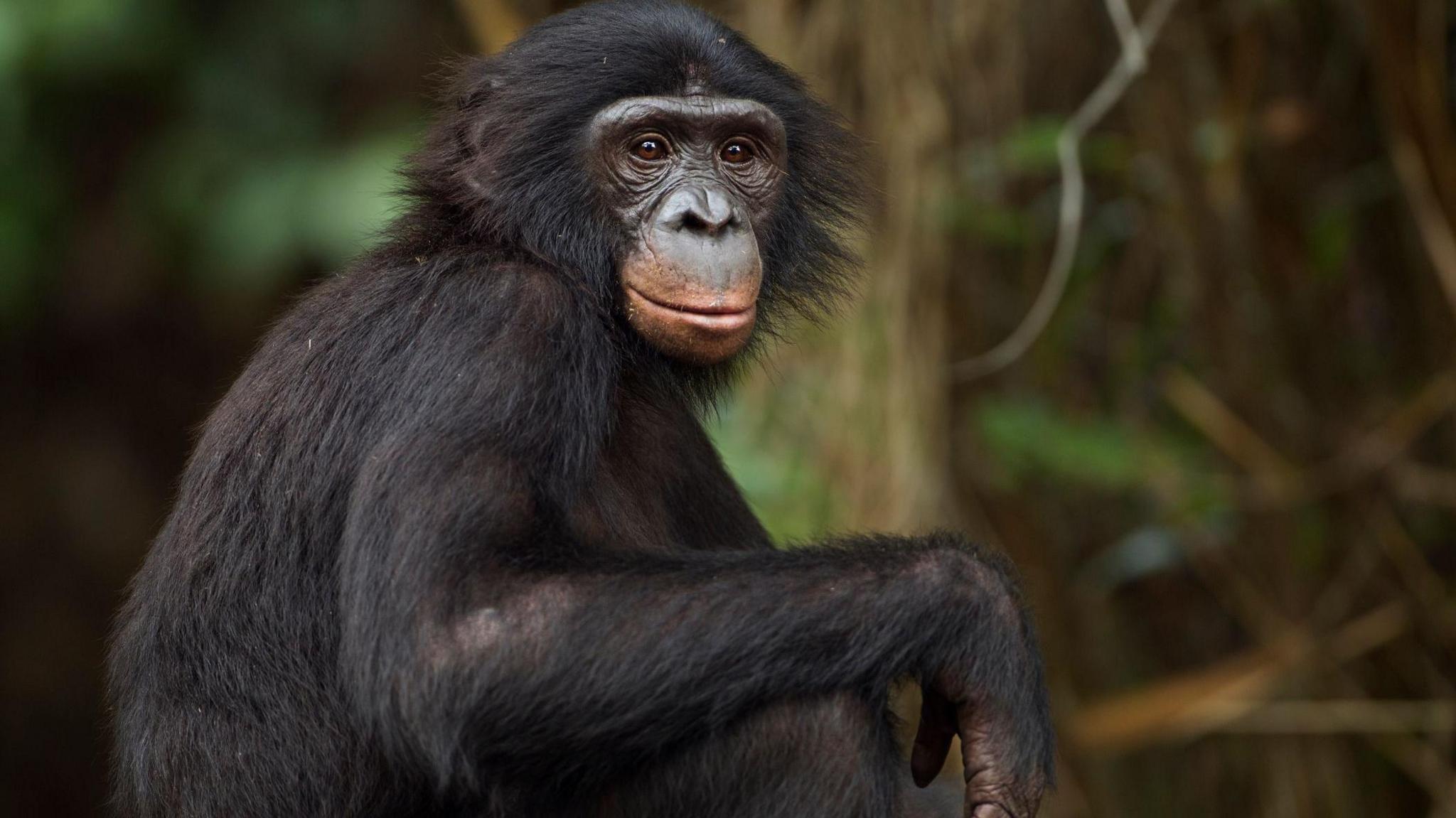 A bonobo sitting in the forest. 