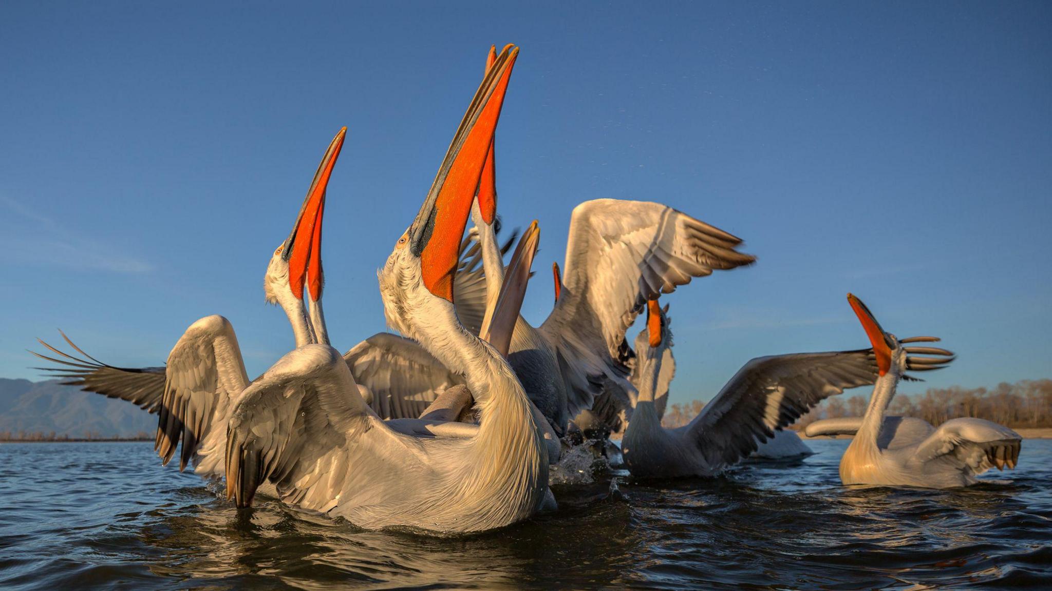 pelicans on water with their beaks in the air