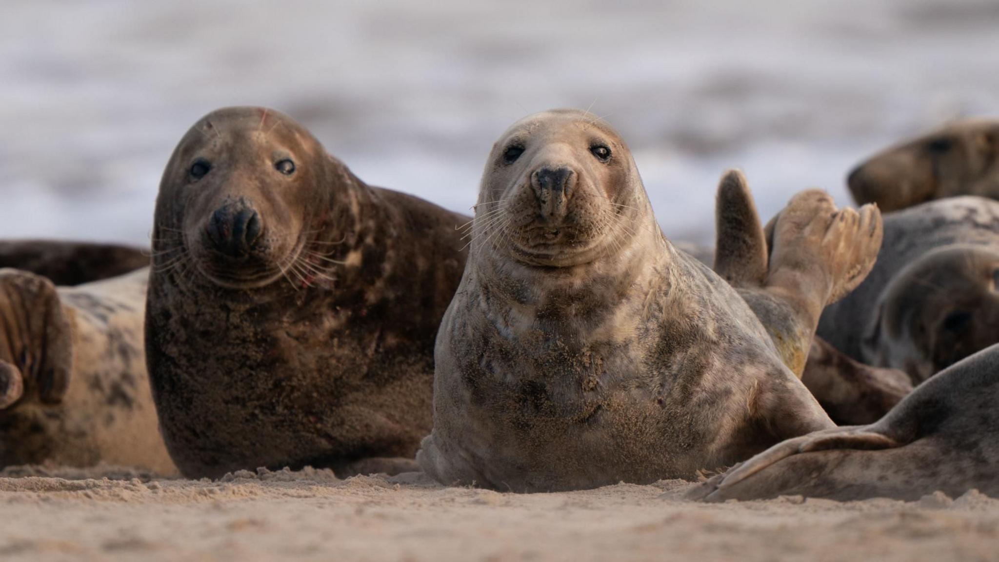 Two grey seals on Horsey beach in Norfolk. Both are grey and looking ahead. They are surrounded by other seals and the sea can be seen in the background