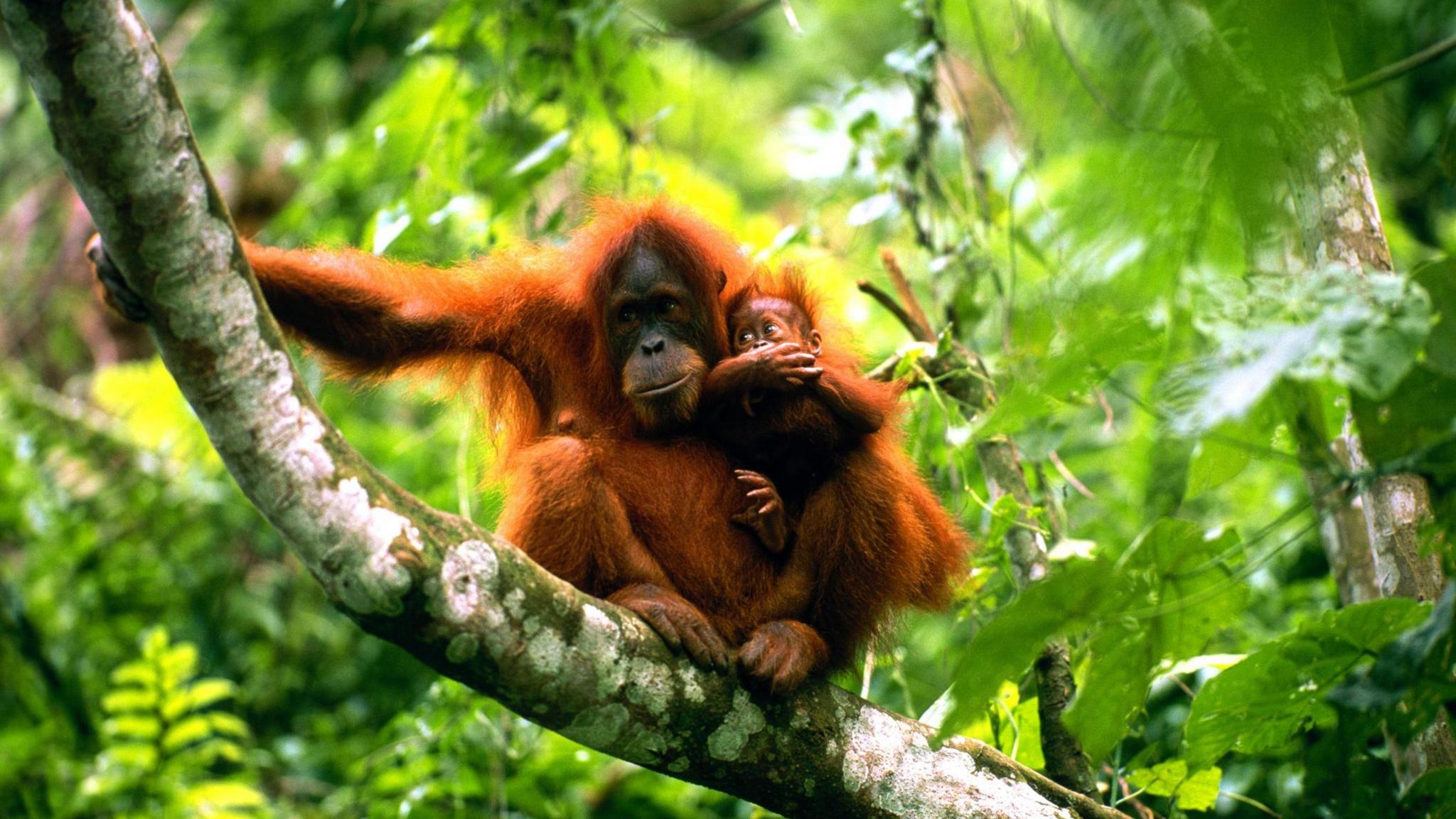 Orang utan with baby