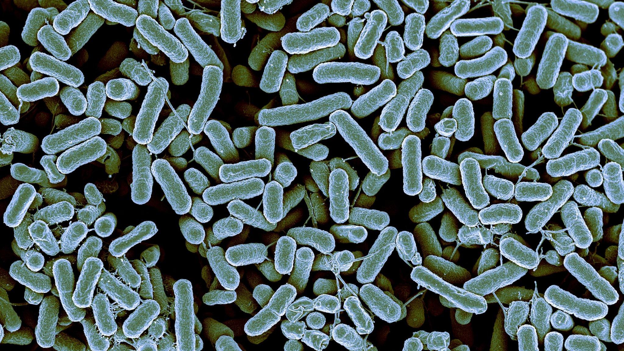 Bacteria