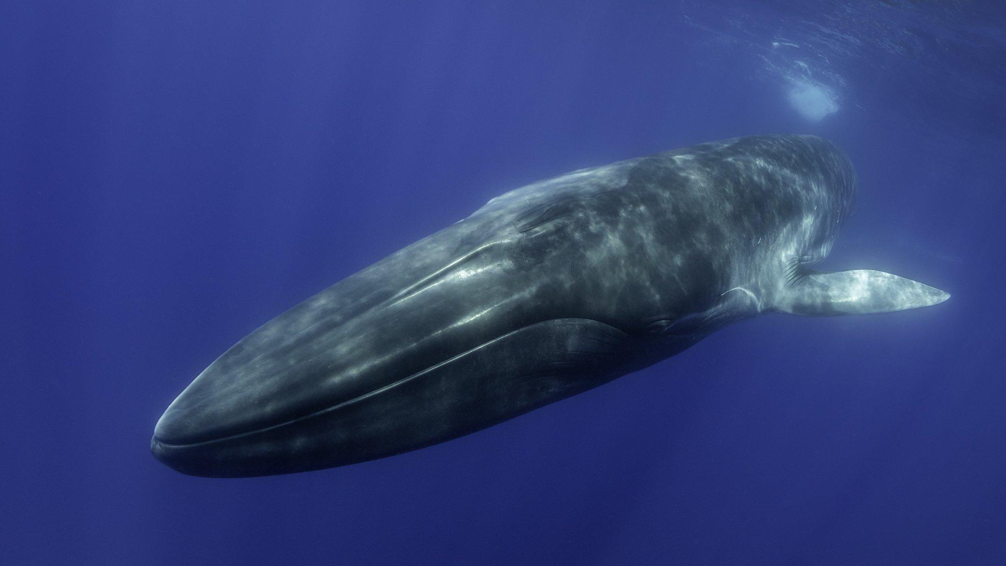 blue whale underwater