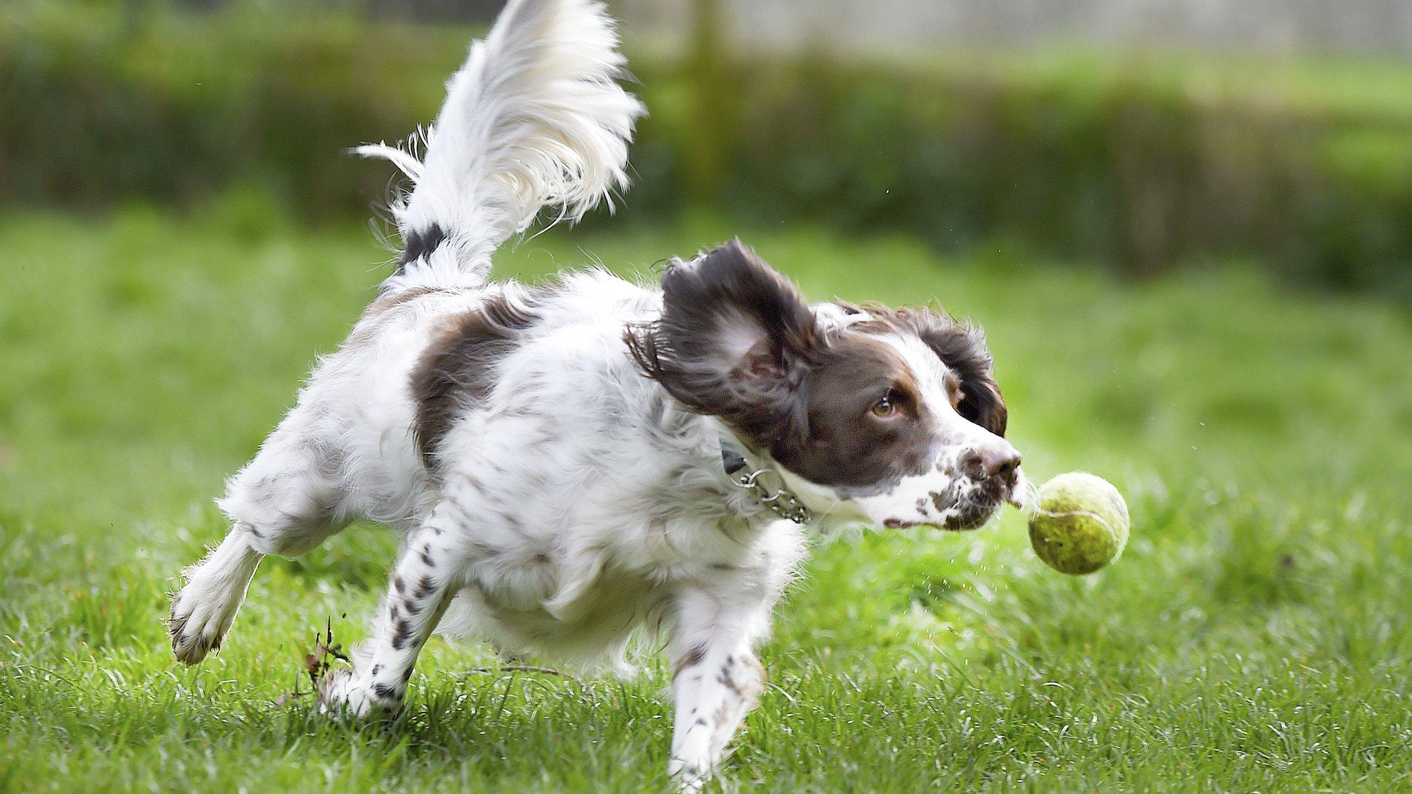 A dog chases a tennis ball