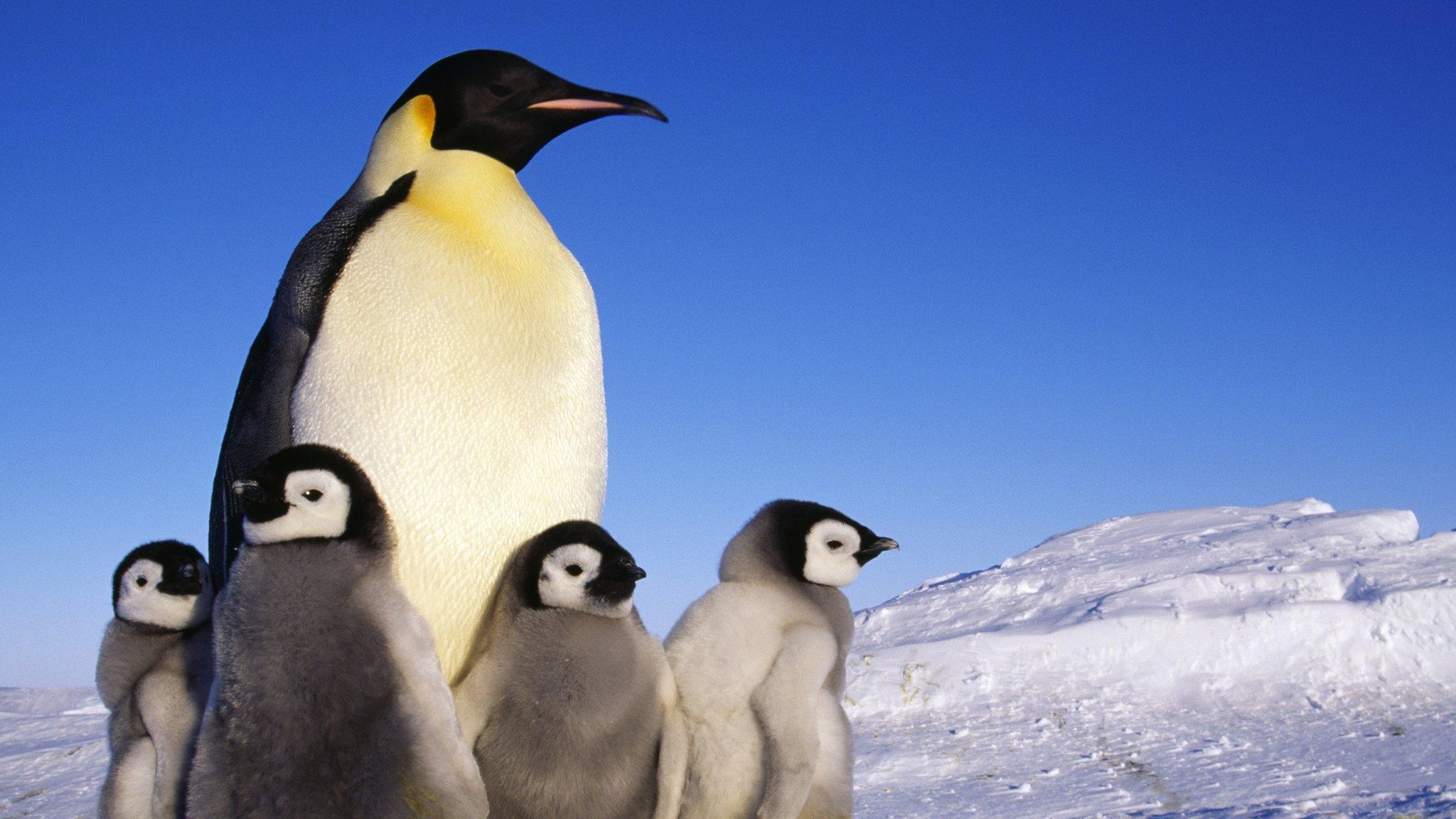 Penguin and chicks