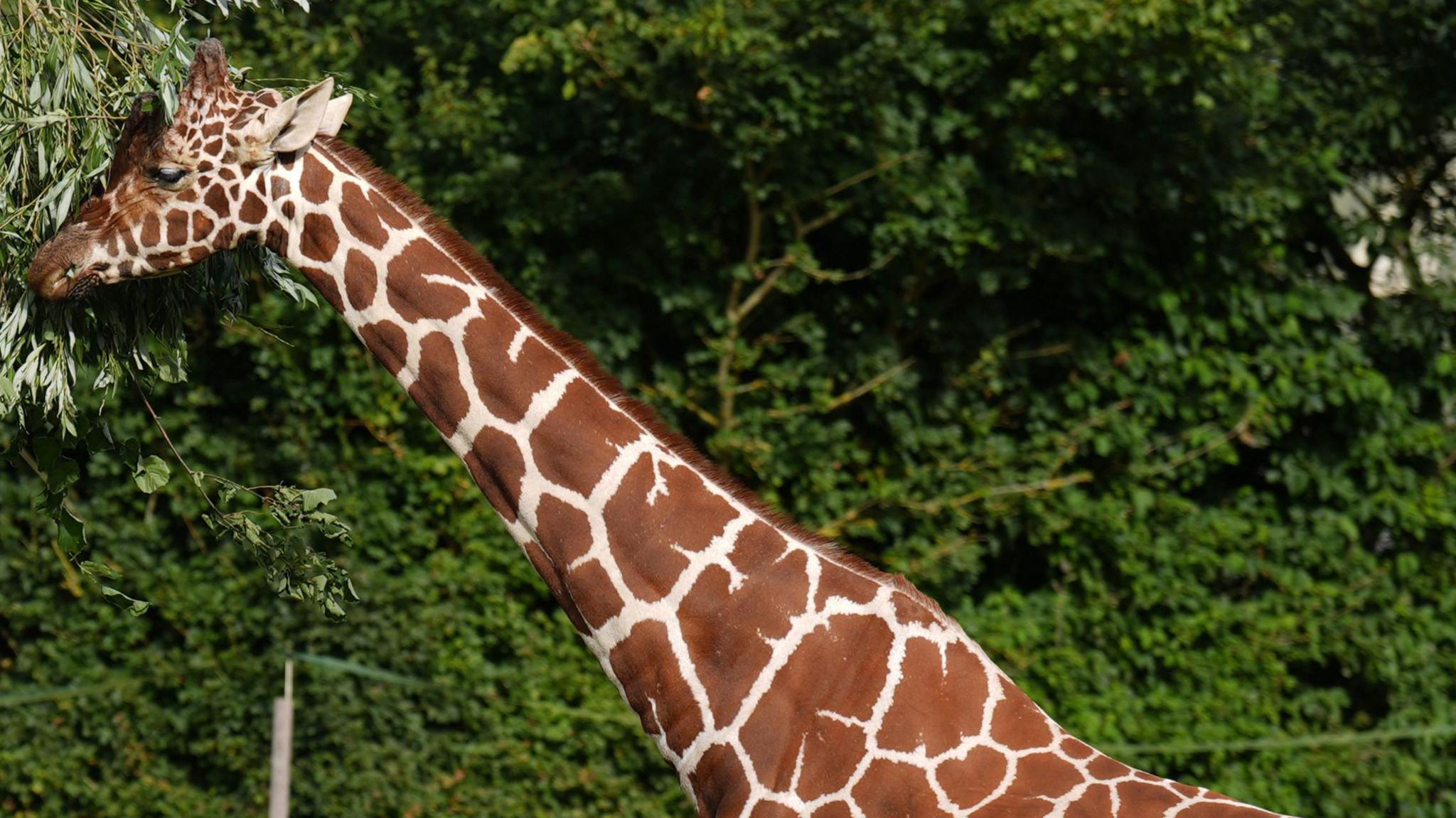A reticulated giraffe, with defined spots on its neck, stretches next to a tree