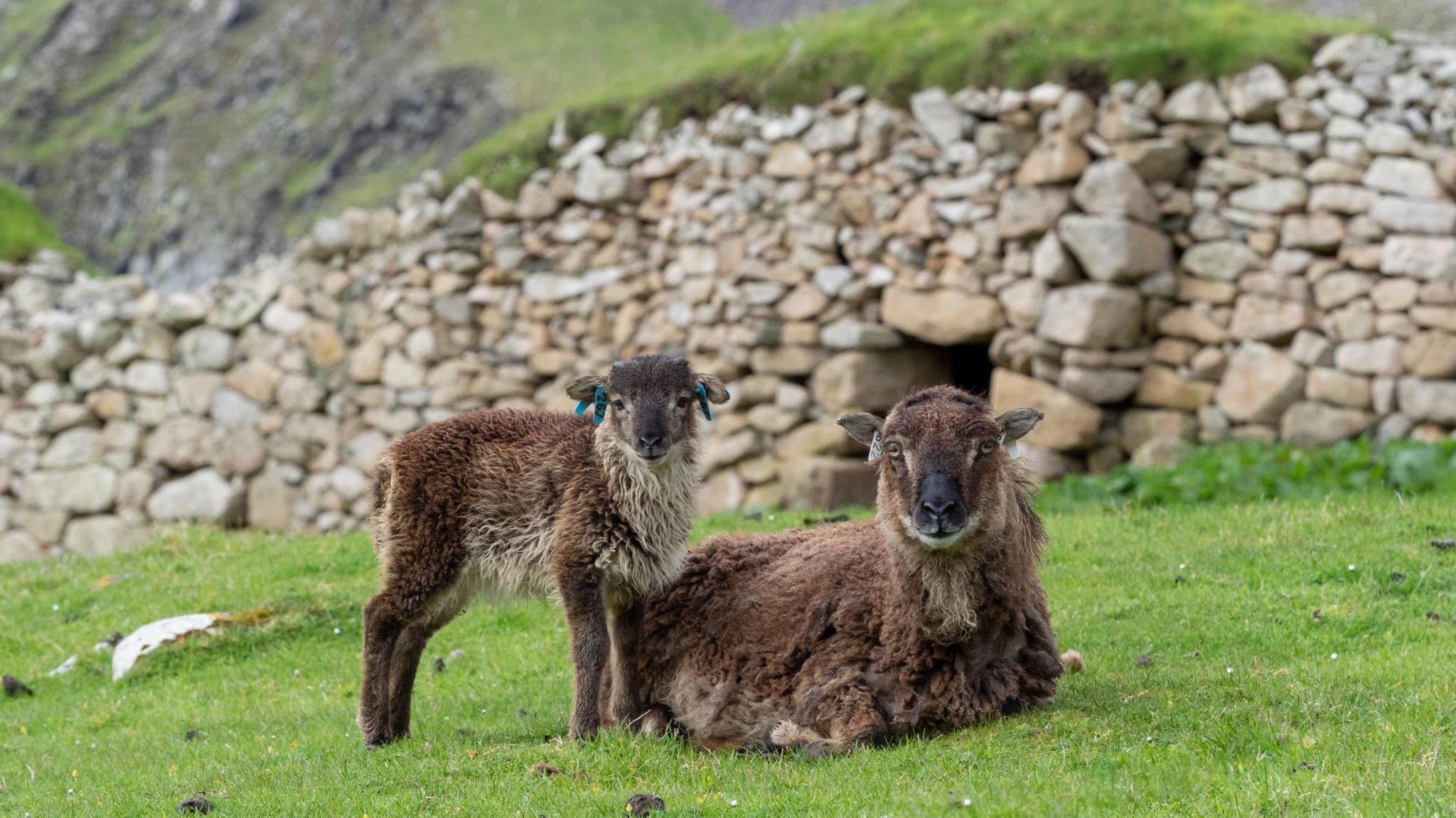 Caora agus uan ann an Hiort air feurach air beulaibh chlèite