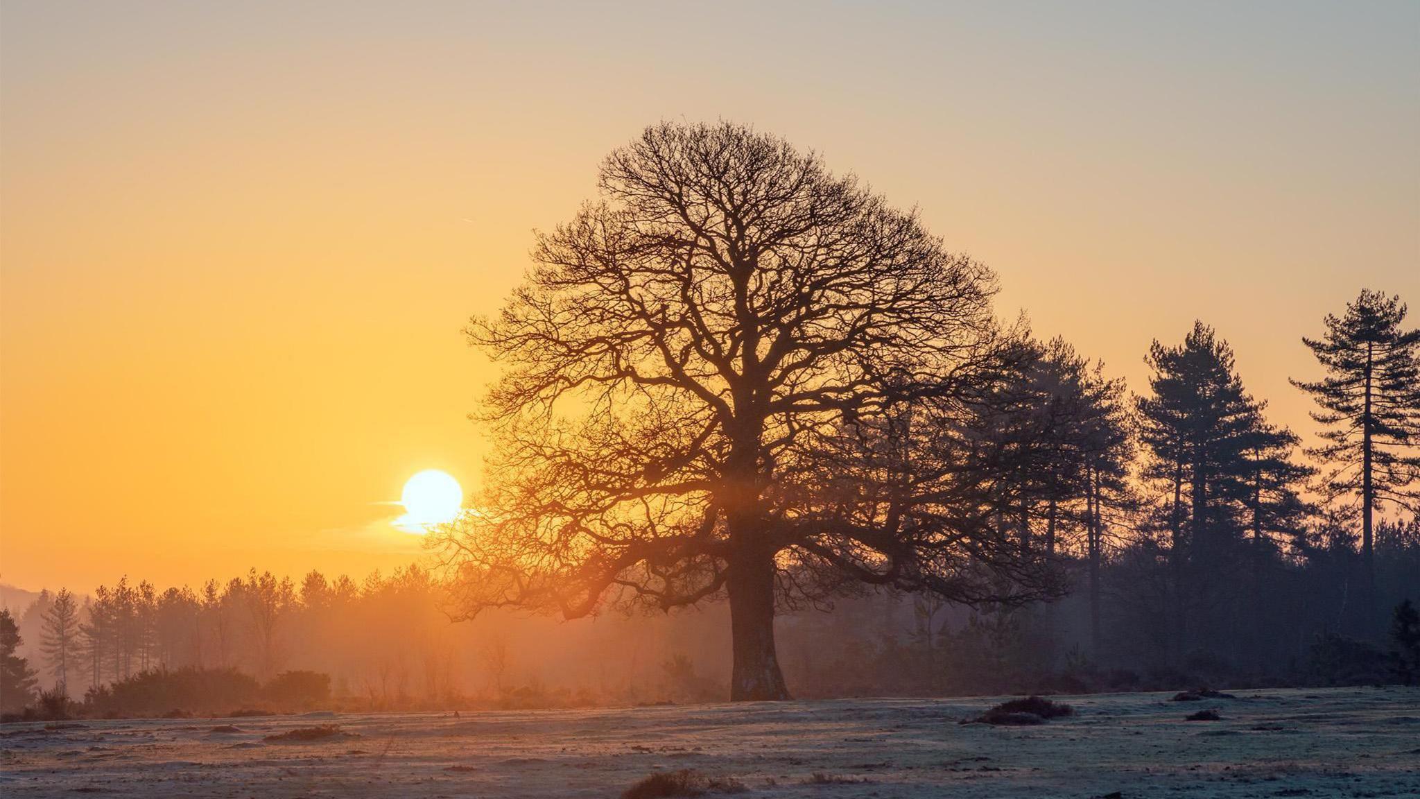 A long tree stands in a field with the sun behind making the sky glow a deep yellow. On the horizon are several pine trees in silhouette against the sky. The ground is covered in frost. 