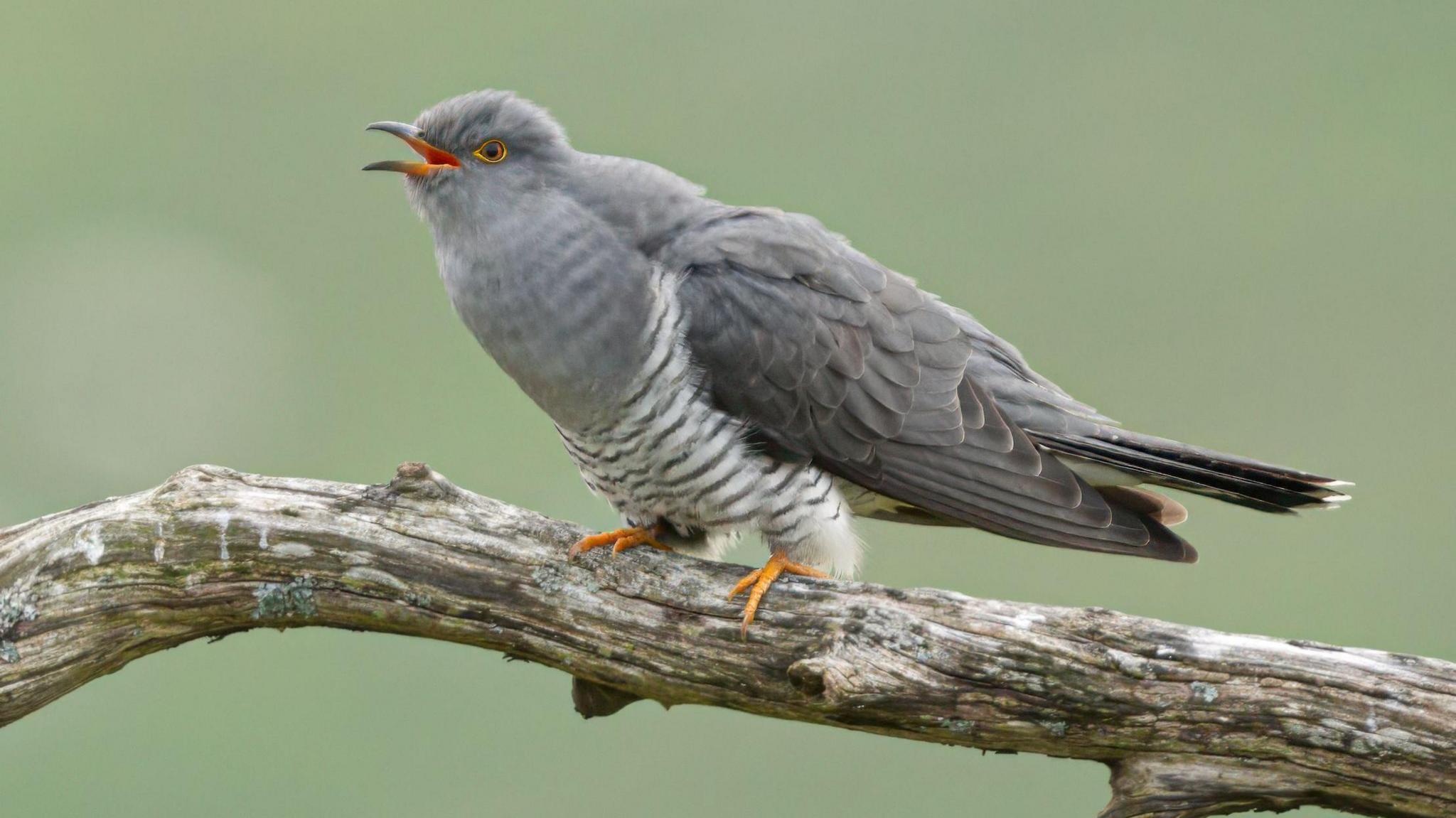 A cuckoo, which has a fluffy grey chest and feathers and black and white striped legs, has its beak open mid-call while standing on a branch.