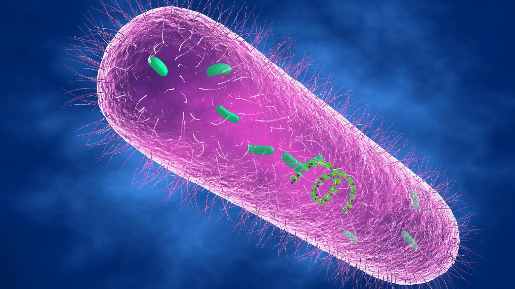 Pseudomonas aeruginosa bacterium, illustration. Purple cylinder shape with smaller green cylinders around it and blue background.