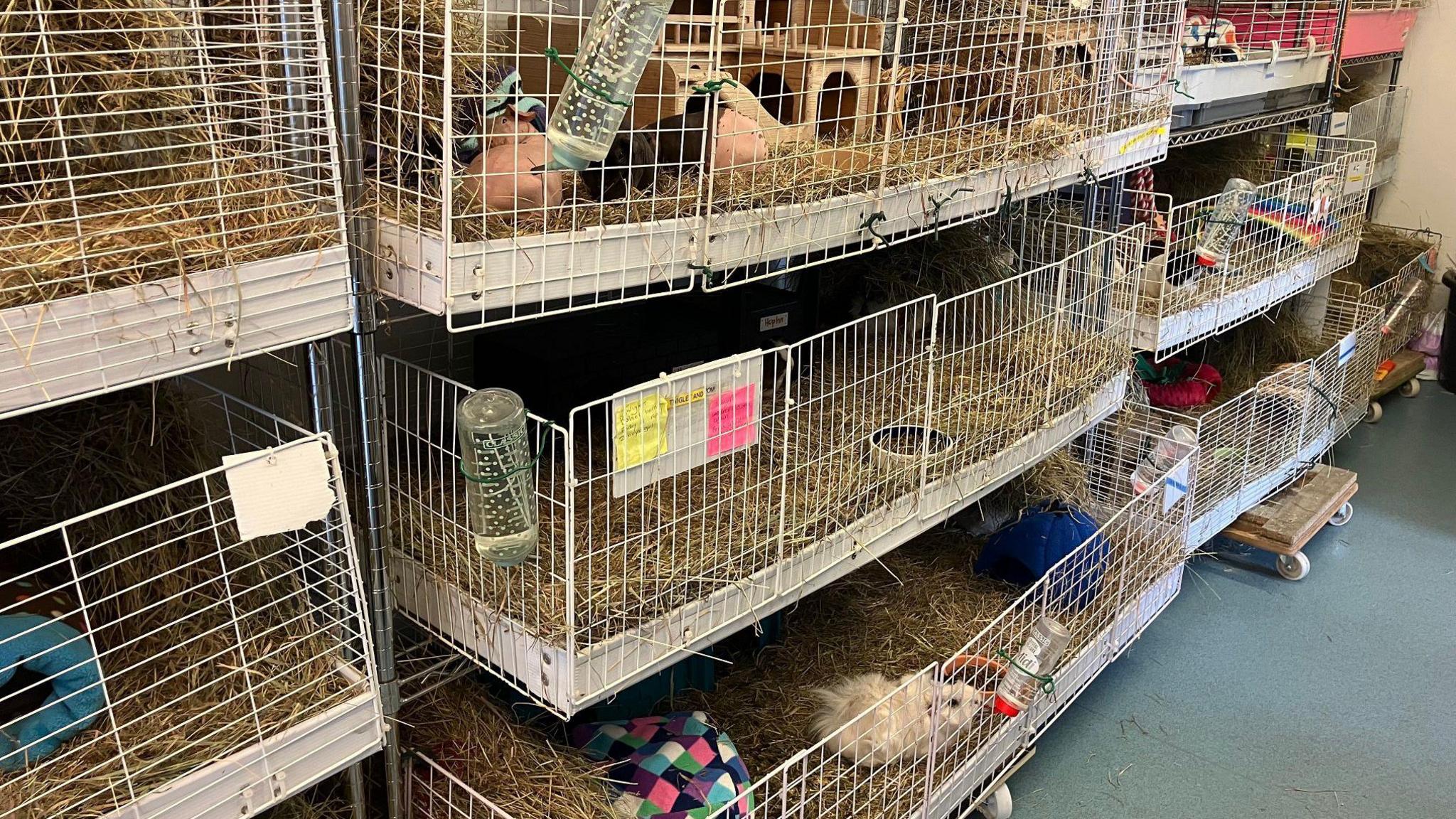 Rows of large wire cages stacked in tiers, each filled with hay and containing guinea pig supplies such as water bottles, food bowls and colourful fabric items. Some guinea pigs are visible inside the cages and the setup appears to be in an indoor animal care or rescue facility.