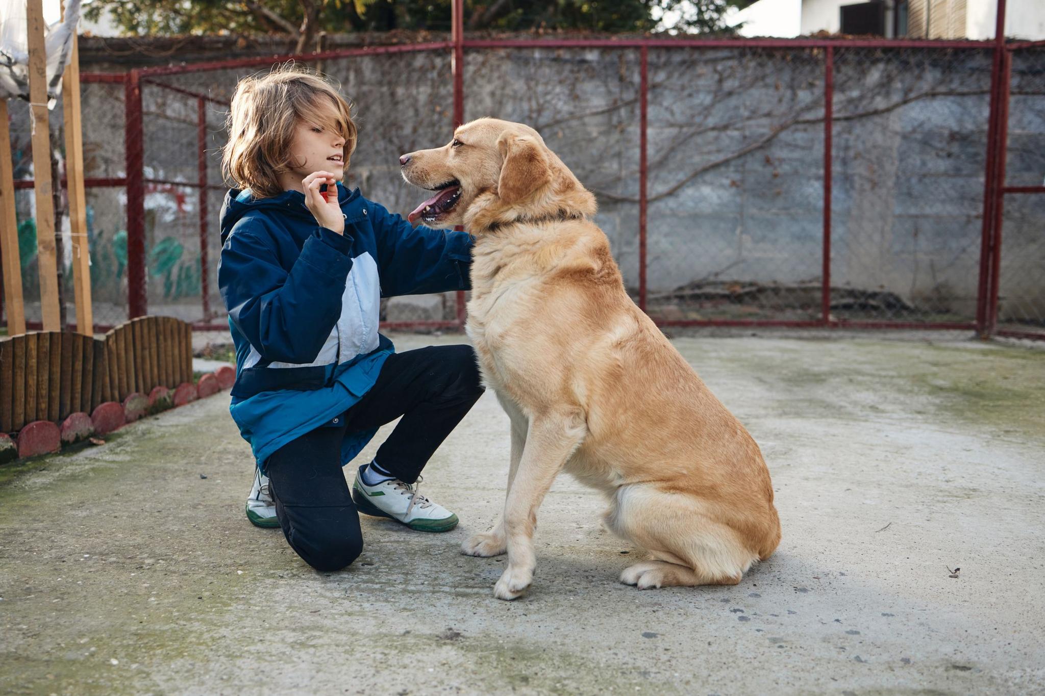 boy playing with dog. 