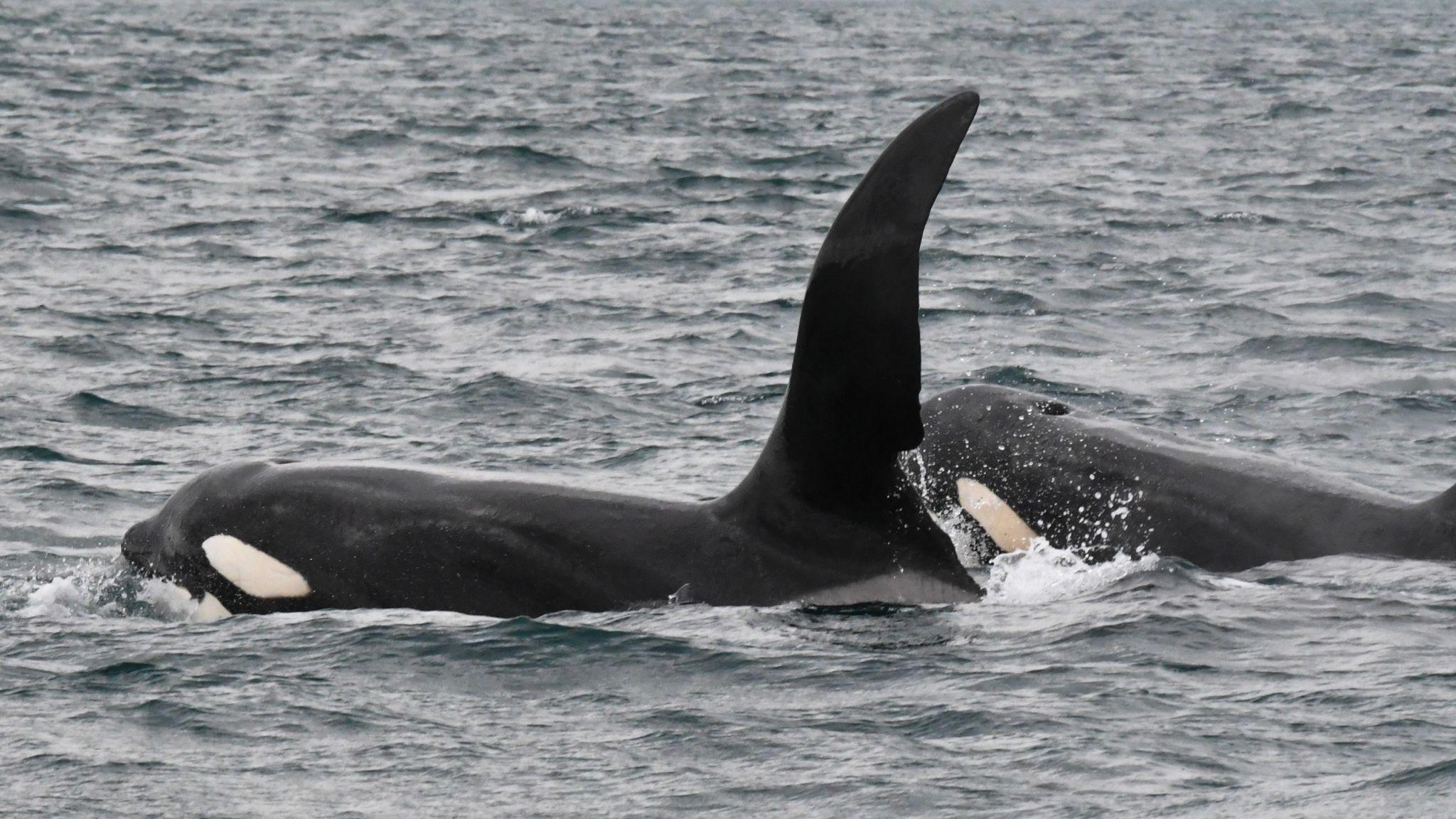 The two orca are close together and swimming in the same direction. The white on their cheeks and under their beaks is visible.