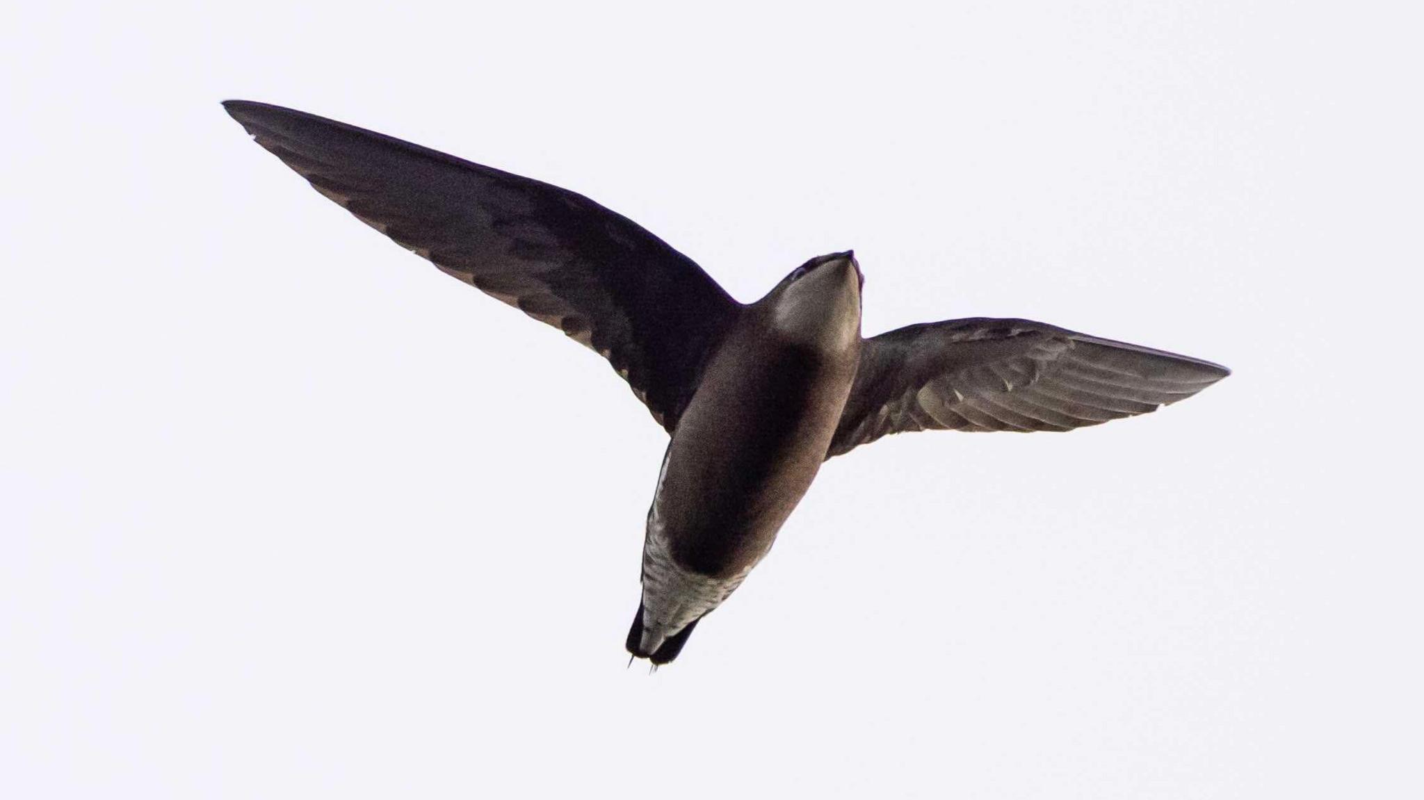 Bird in flight with its wings spread out. It is light brown and white.