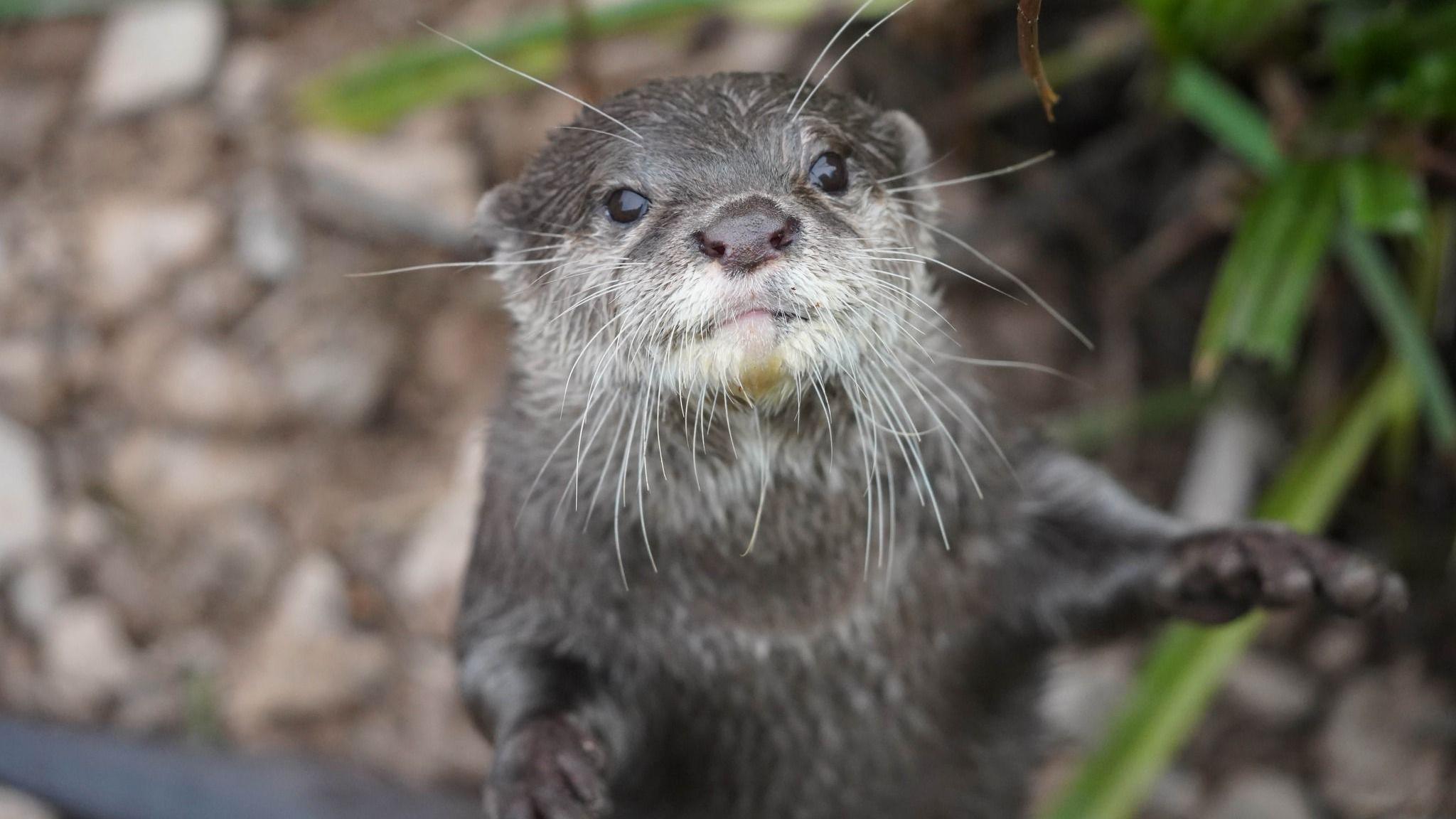 Lloyd, a grey otter with long white whiskers, looks up inquisitively at the camera with his paws outstretched. 