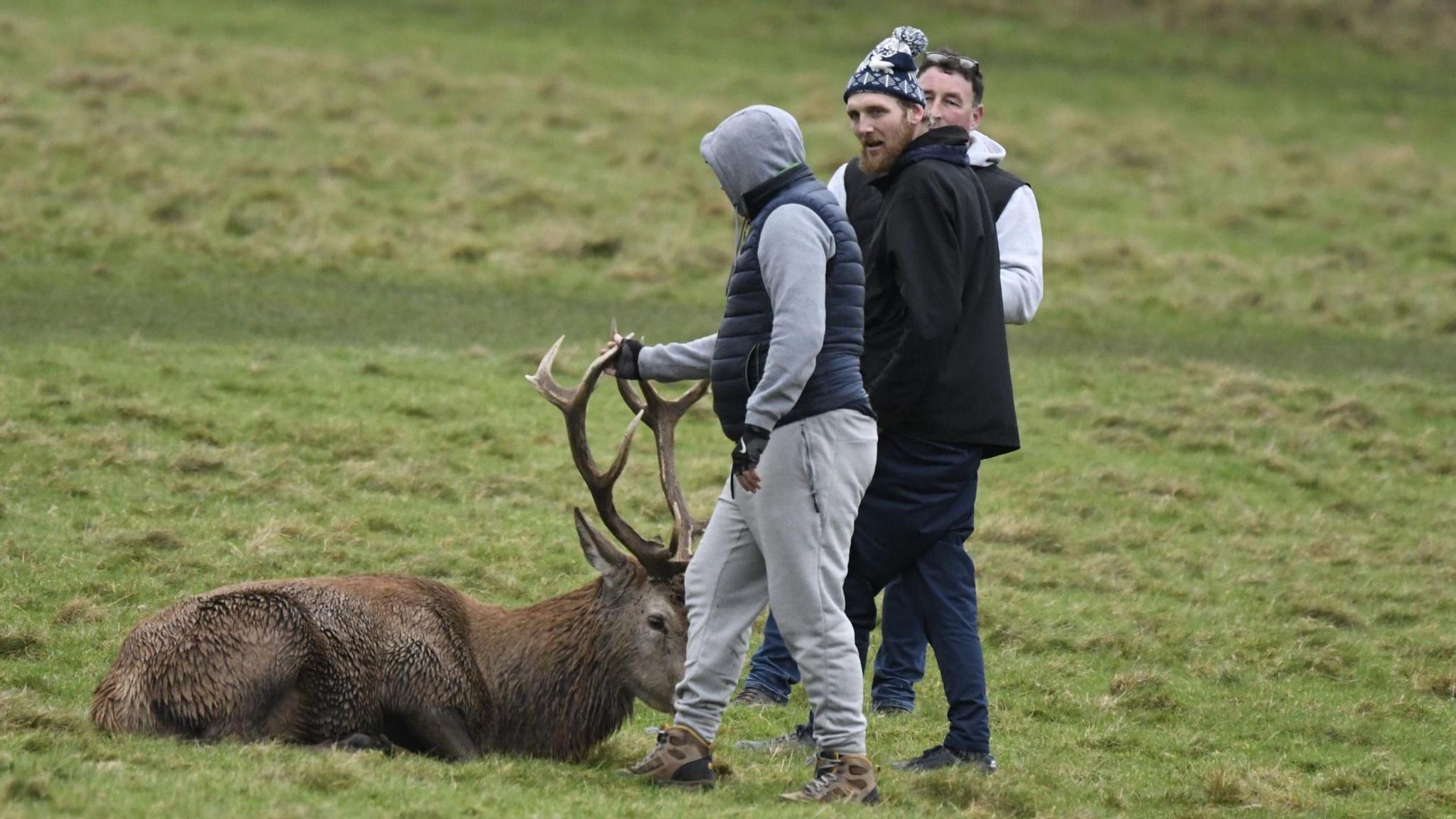 Three men in winter wear with hands on the antlers of a stag resting on the ground