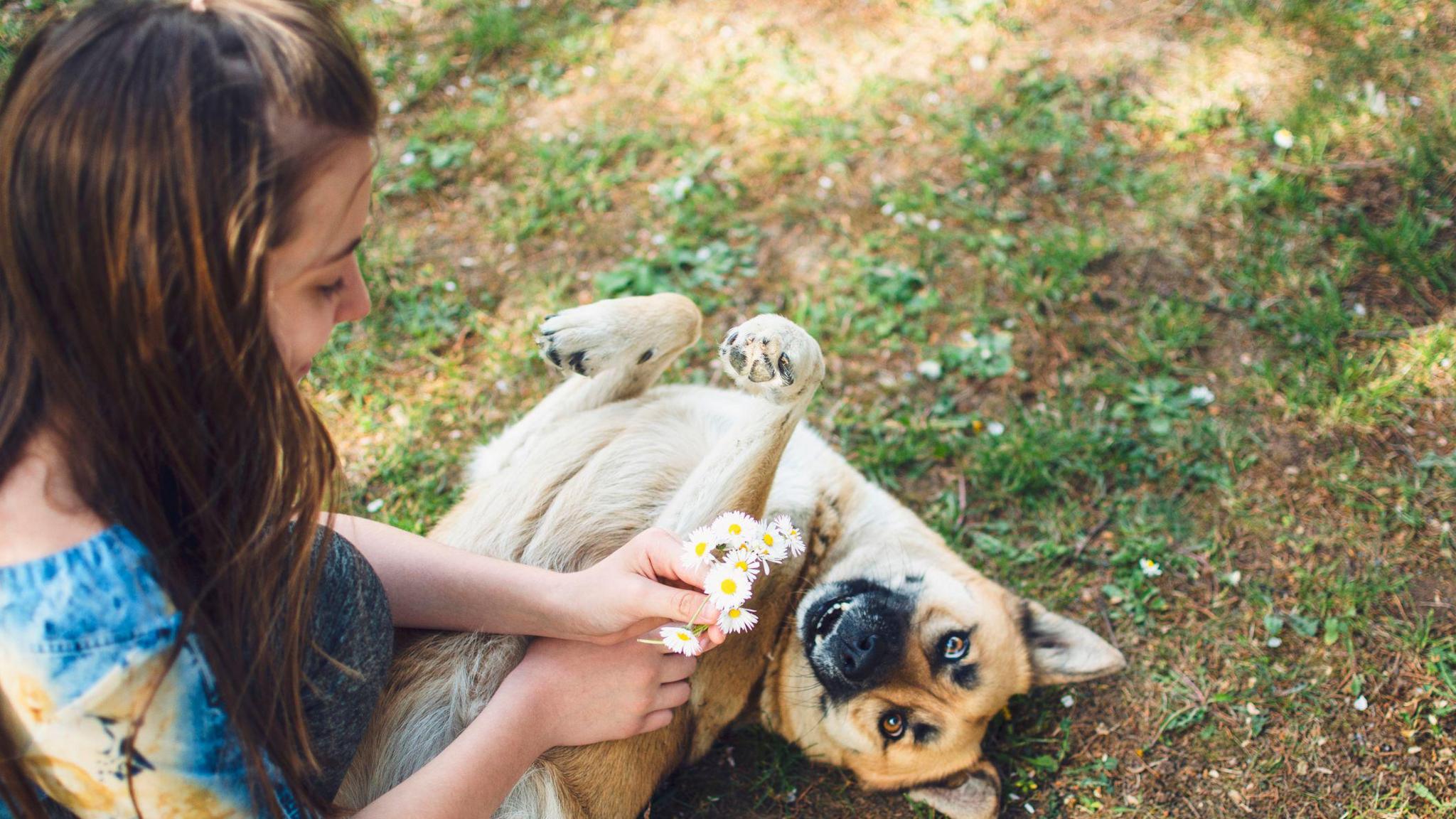 A large dog lying on its back with its front paws raised, looking at the camera, while a young woman with long brown hair leans in to play with it and show it flowers.