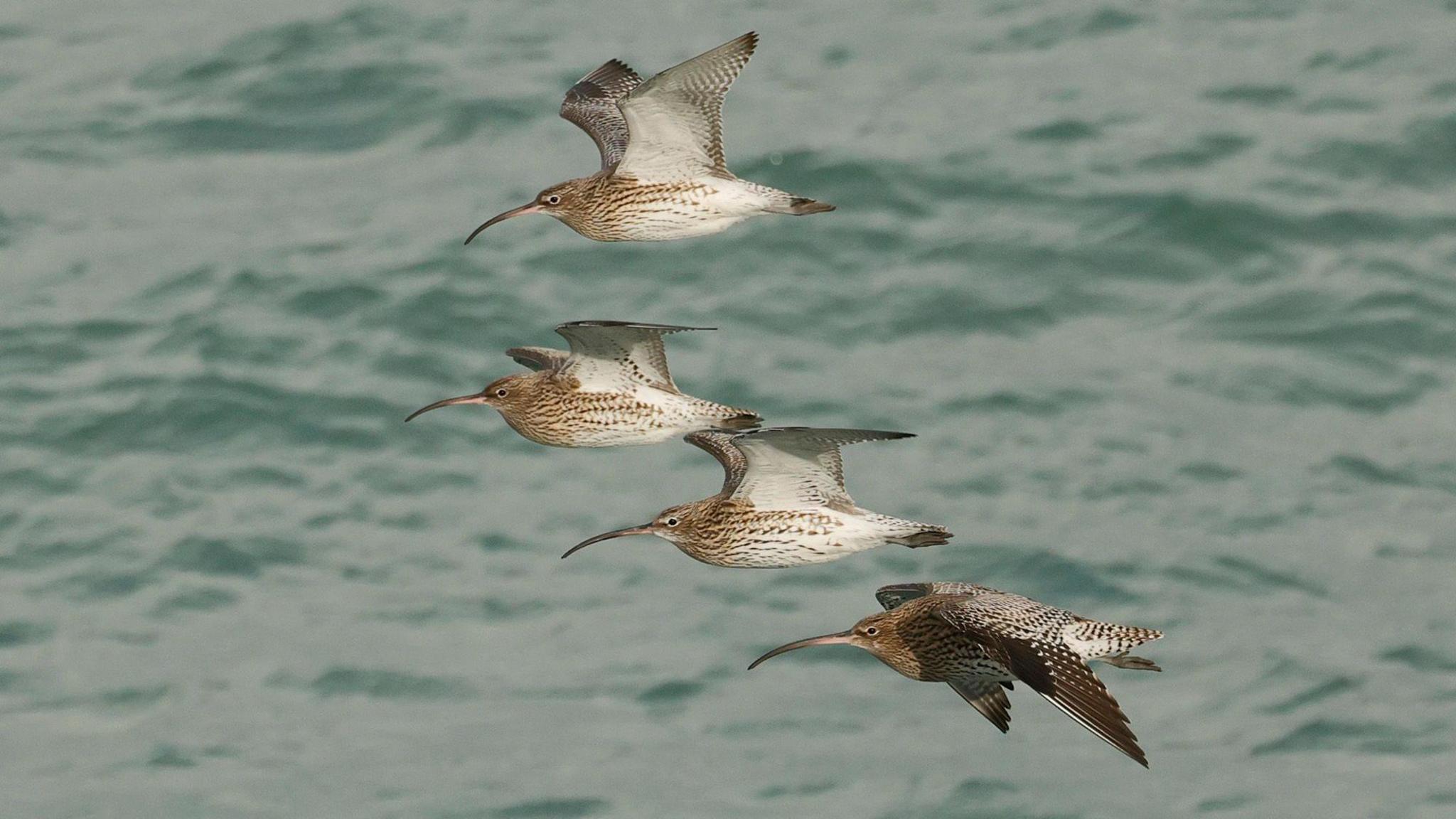 Four curlews in flight over the sea. Three of them have their wings up and the fourth has its wings down. They have brown and white speckled bodies and wings and slim, curved beaks that are as long as half the length of their bodies.