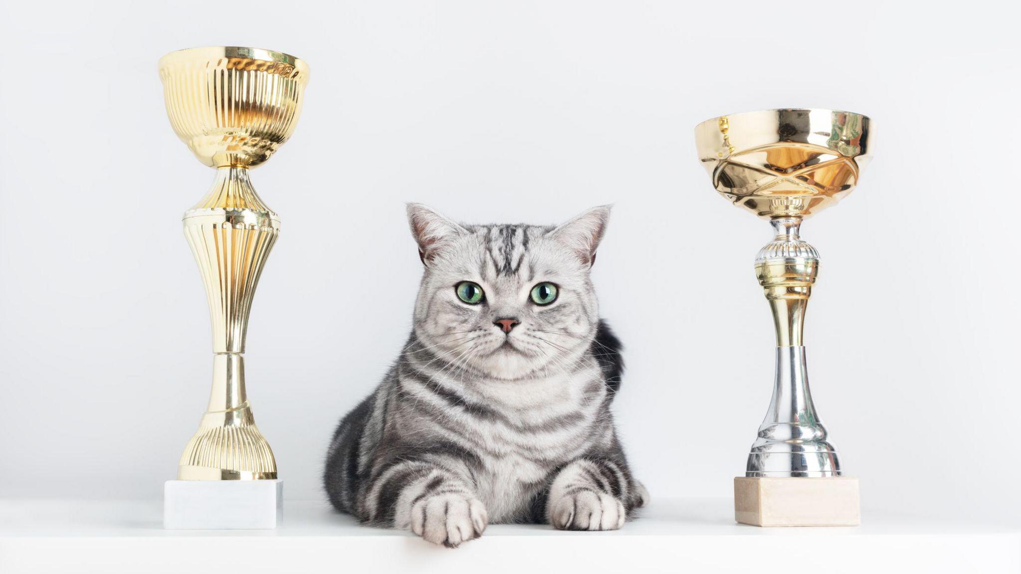 British shorthair silver tabby cat show champion with cups