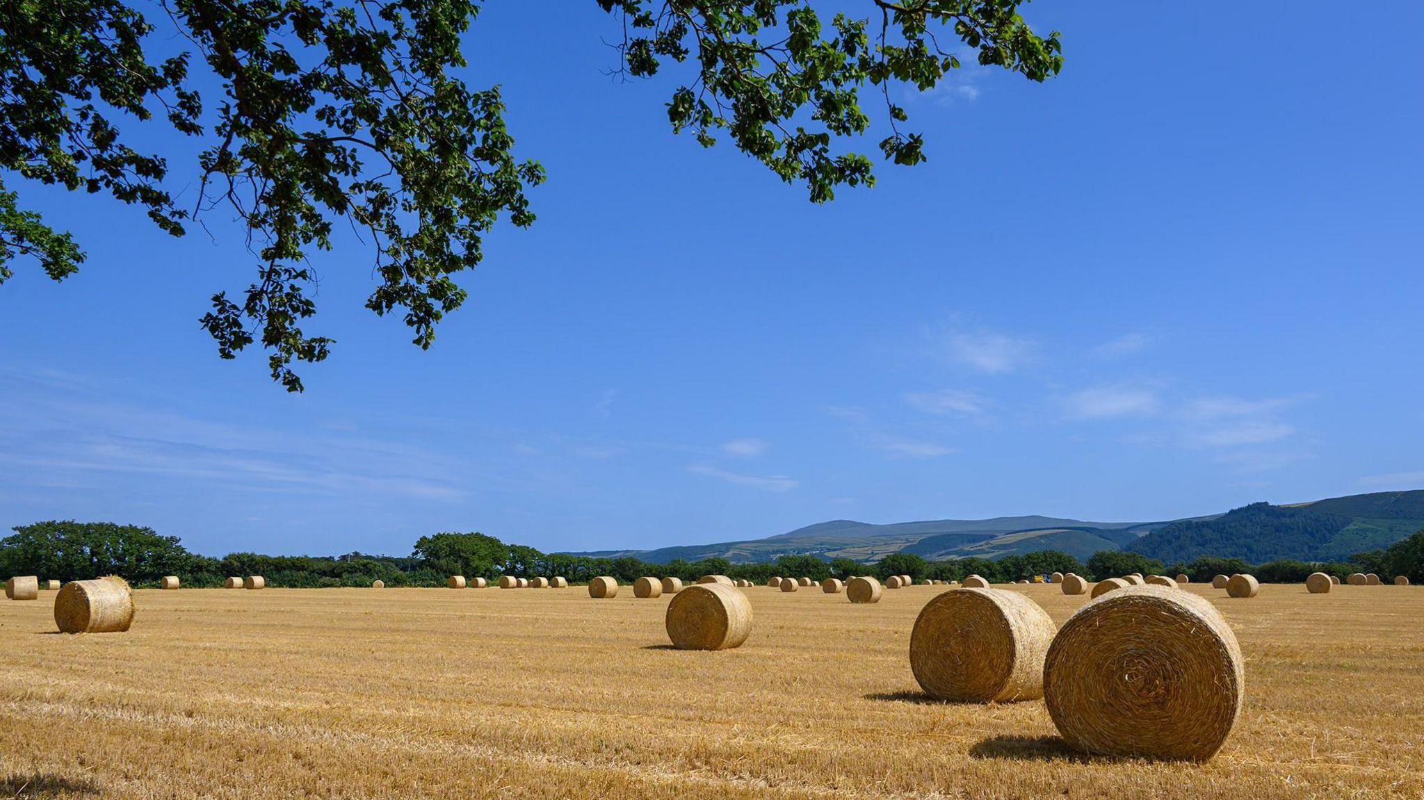 A dry field of yellow hay bales in the sun, the sky is blue. Green leaves of a tree can seen in the foreground.