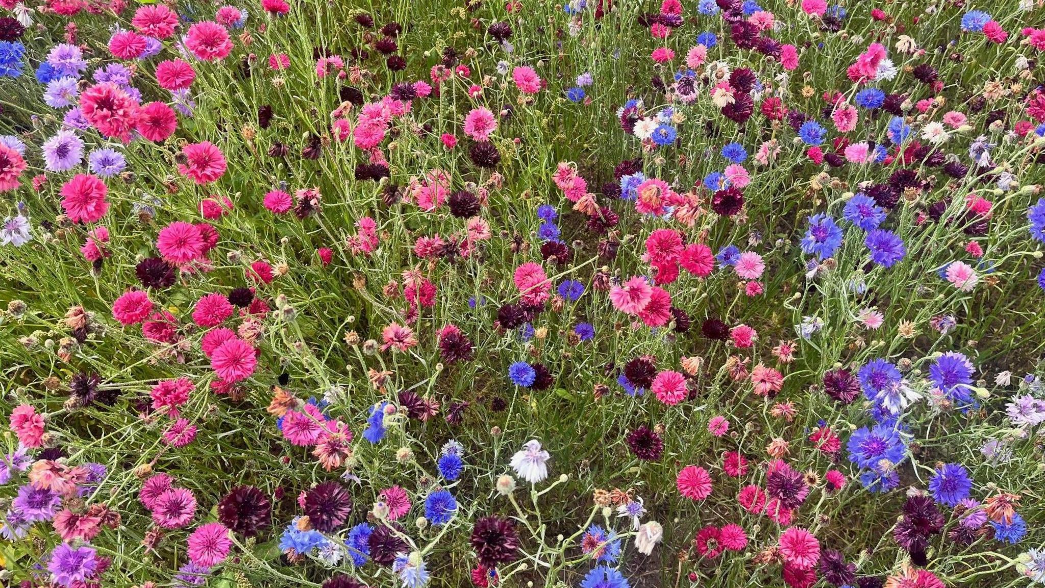 A field of multi-coloured flowers