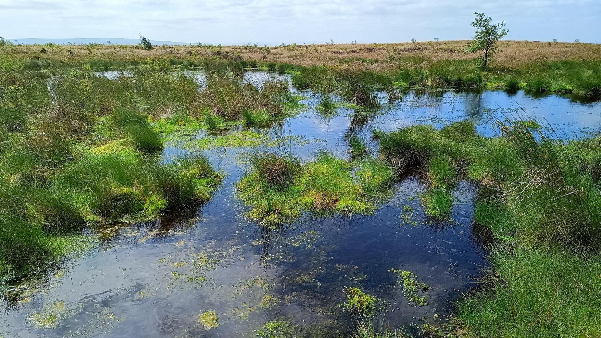 A wetland area on a moor with patches of green plants and drier plants in the background.