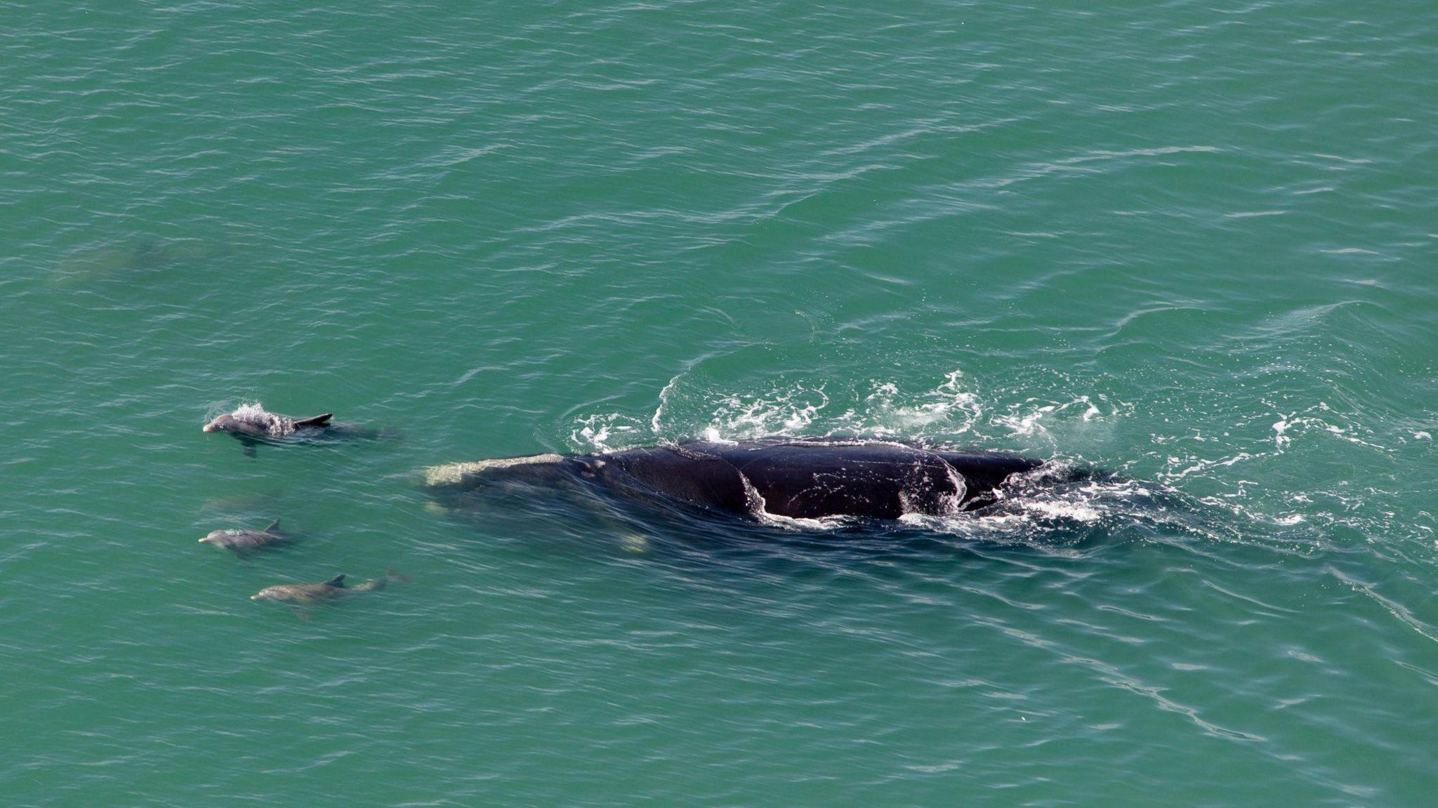 North Atlantic right whale