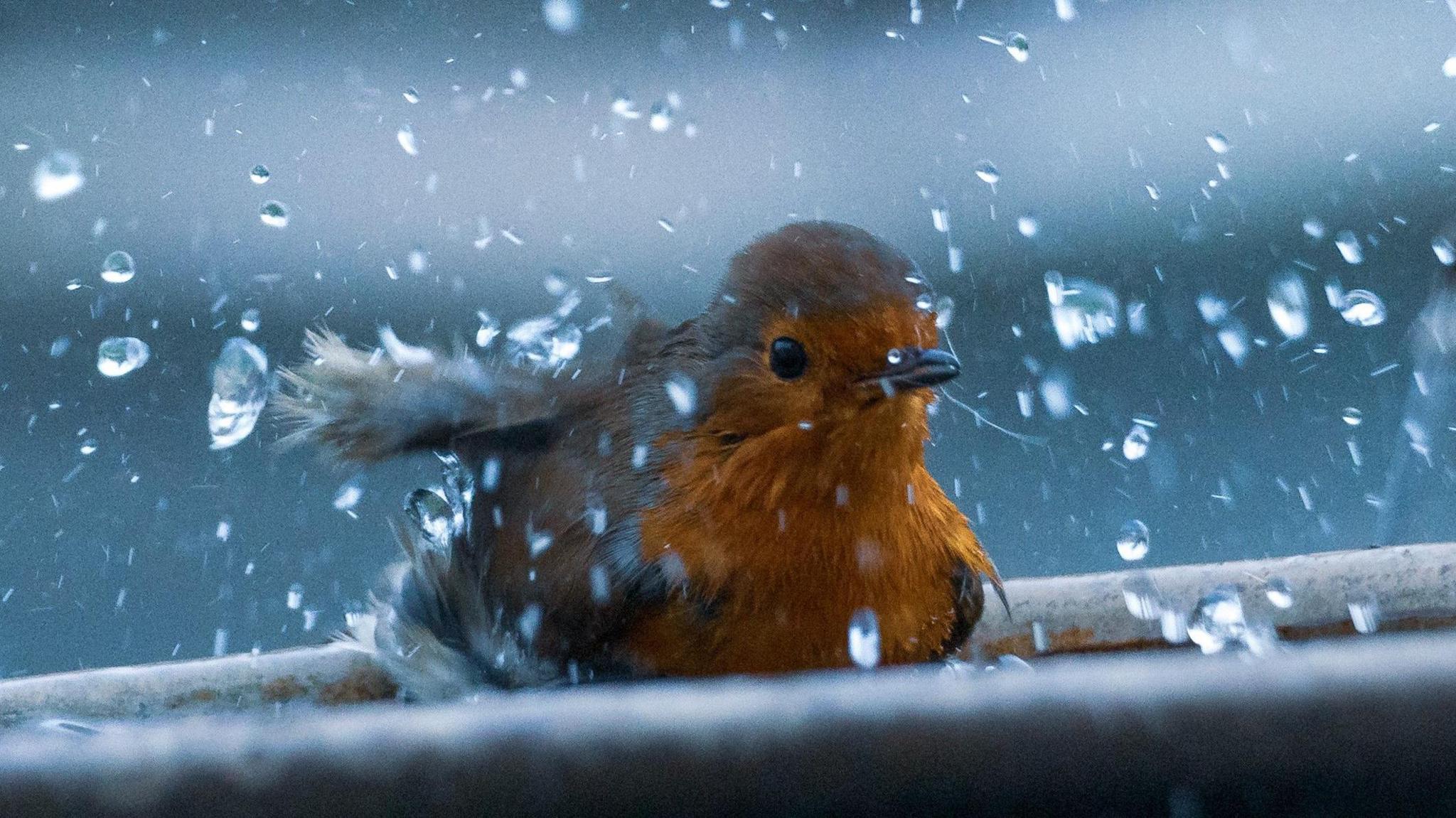 A robin redbreast in a bird bath. Water droplets can be seen around it.