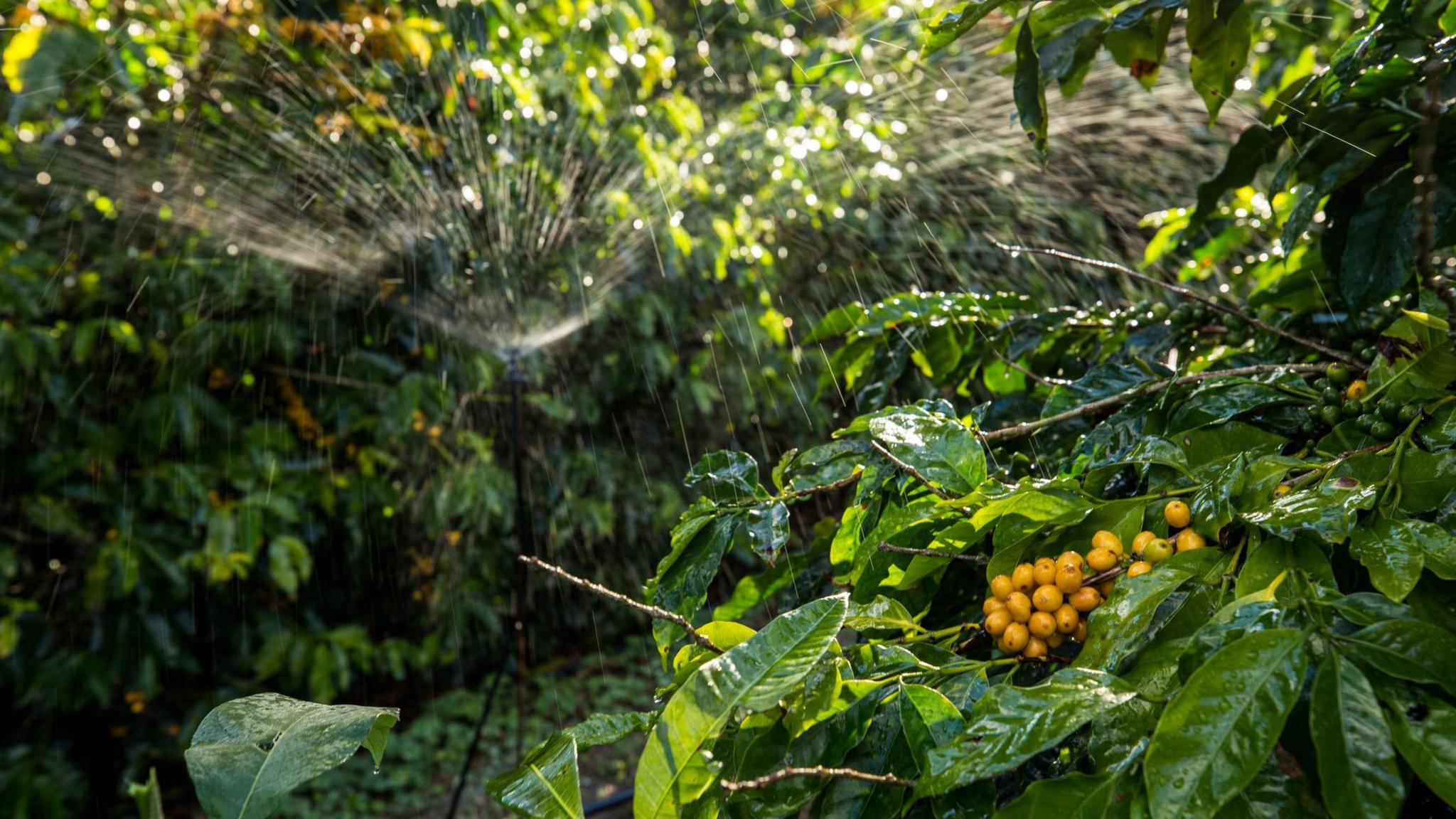 Lush green leaves surround a small branch of the coffee plant