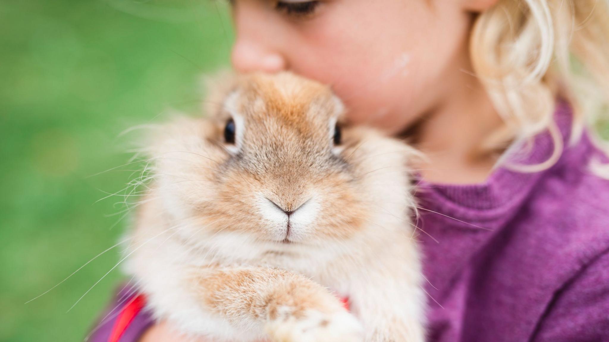 Girl holding rabbit