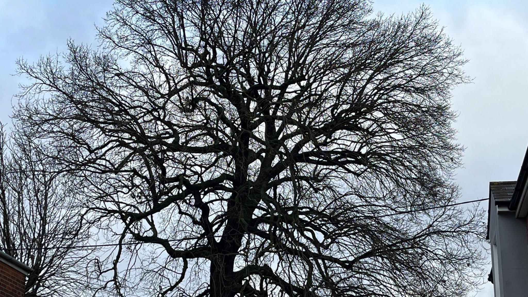 The oak tree pictured on a grey winter day. It has lots of branches, none of which have leaves on.