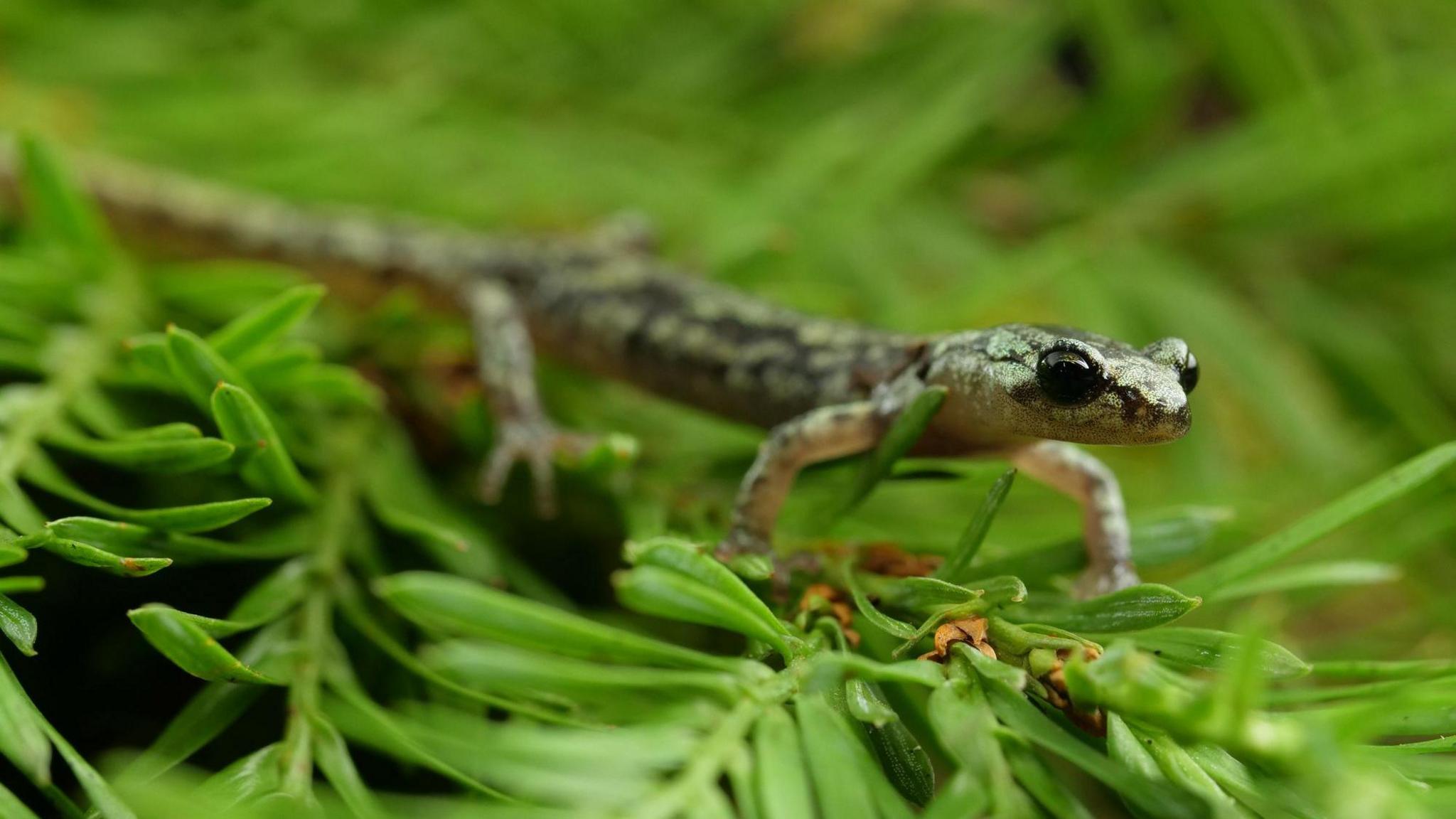 Salamander on a tree