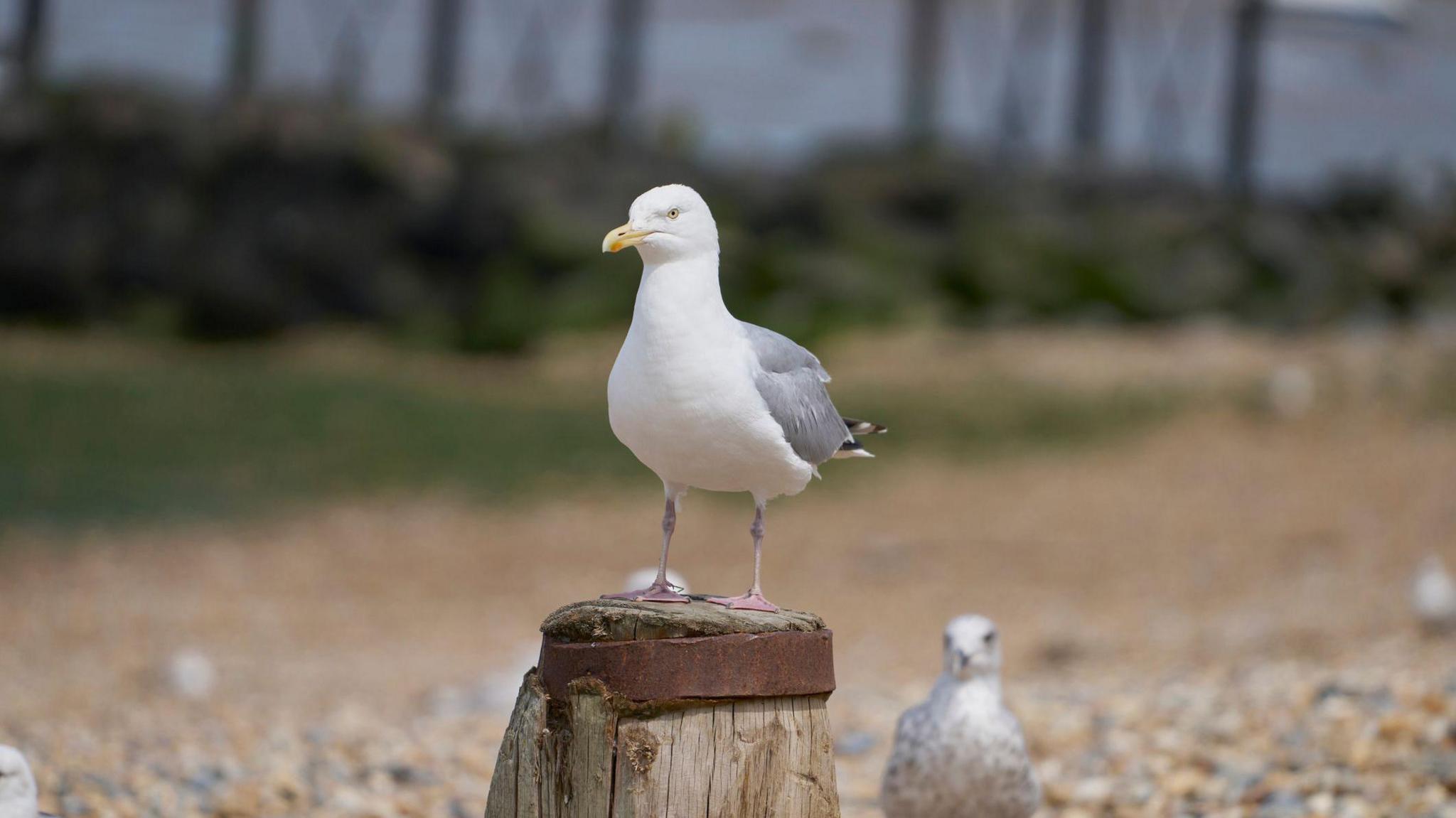 Generic picture of gulls on a railing