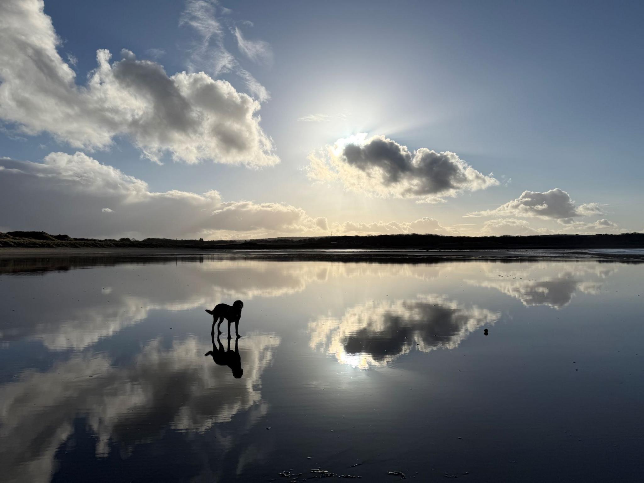 Silhouette of a dog standing in shallow water on a beach with its reflection and the clouds reflected in the still water